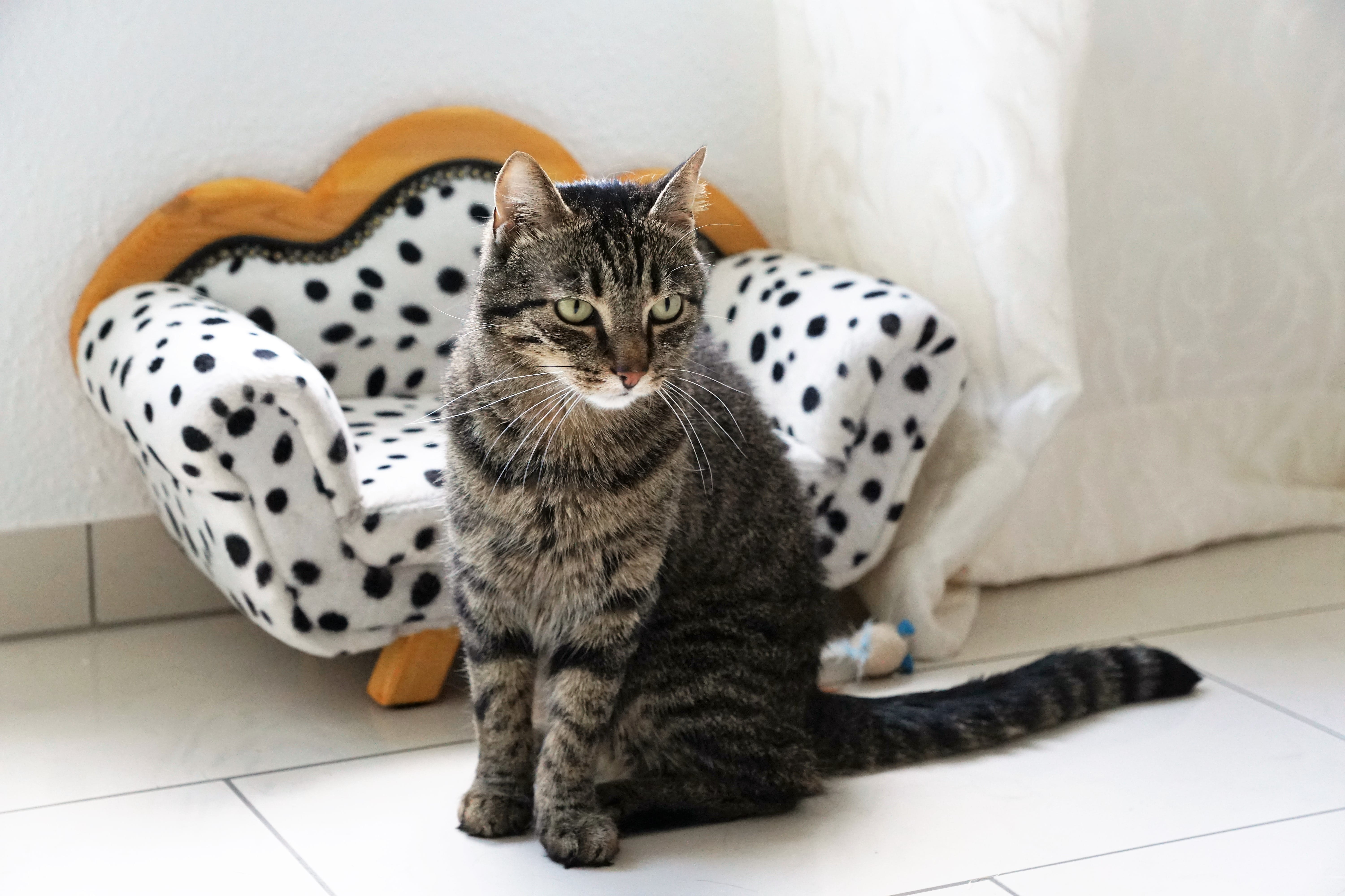 Sweet, tigerle, adidas, furry, fabric, mammal, sofa furniture, predator, white, no people, nature, flooring, animal themes, portrait, mieze, beside, tiled floor, HD Wallpaper