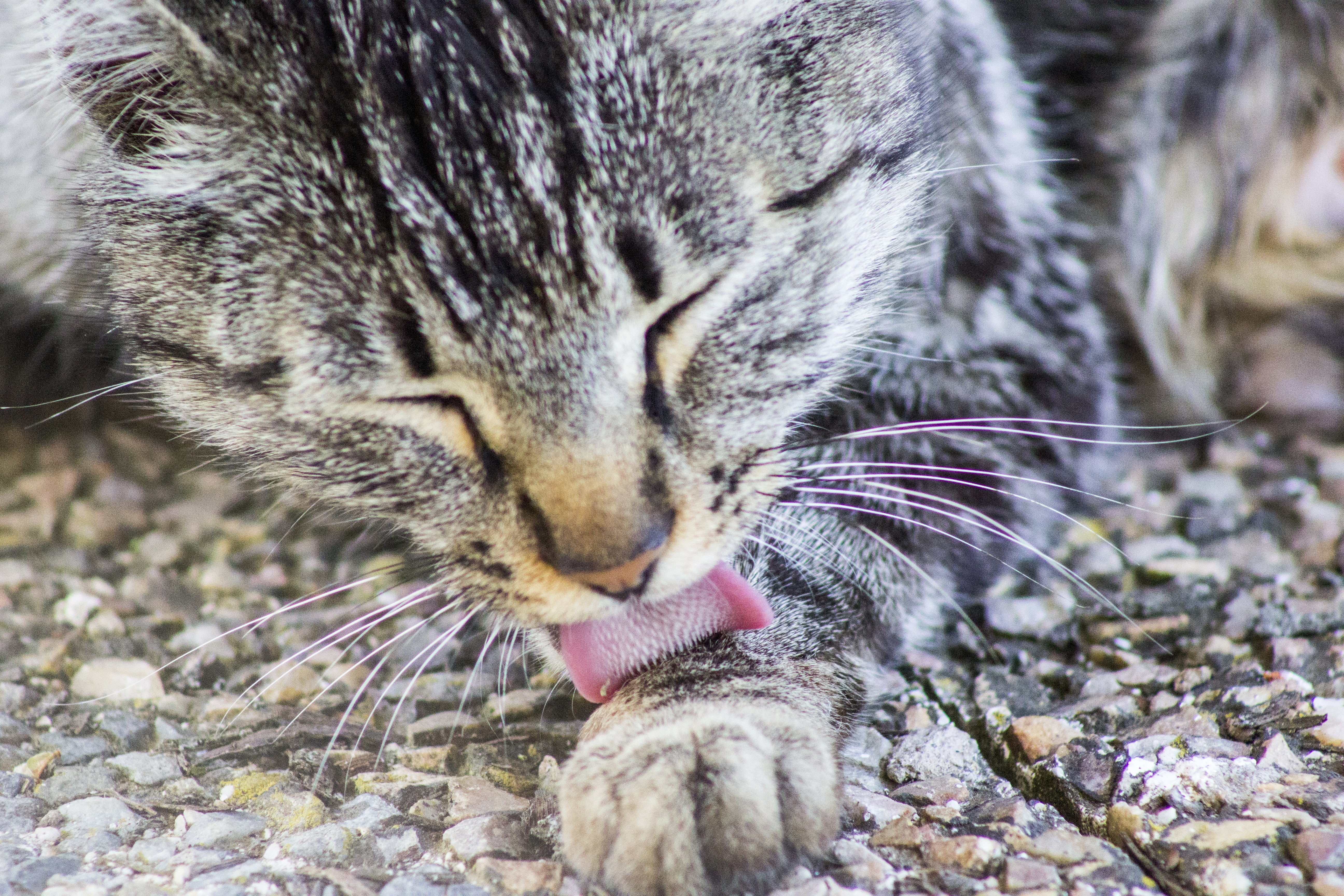 cat, lick, fauna, pets, lengia scratchy, kitten, to watch, mammal, gray, close-up, animal body part, cats nose, whiskers, one animal, to wash, language, HD Wallpaper