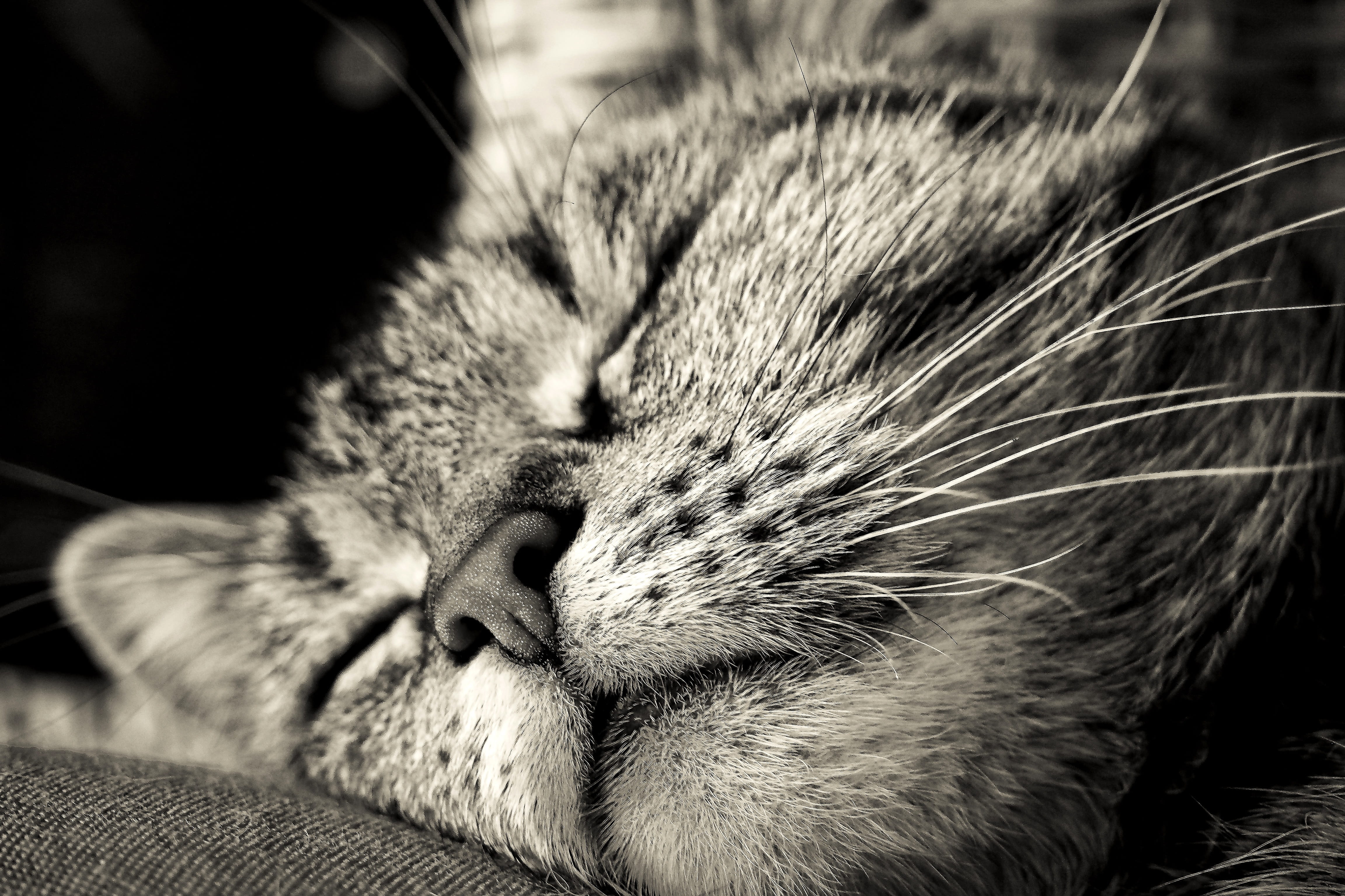 cuddly, animal portrait, graceful, smooch, relaxation, feel at home, nature, dear, view, cute, black white, head, animal world, expression, animal head, HD Wallpaper