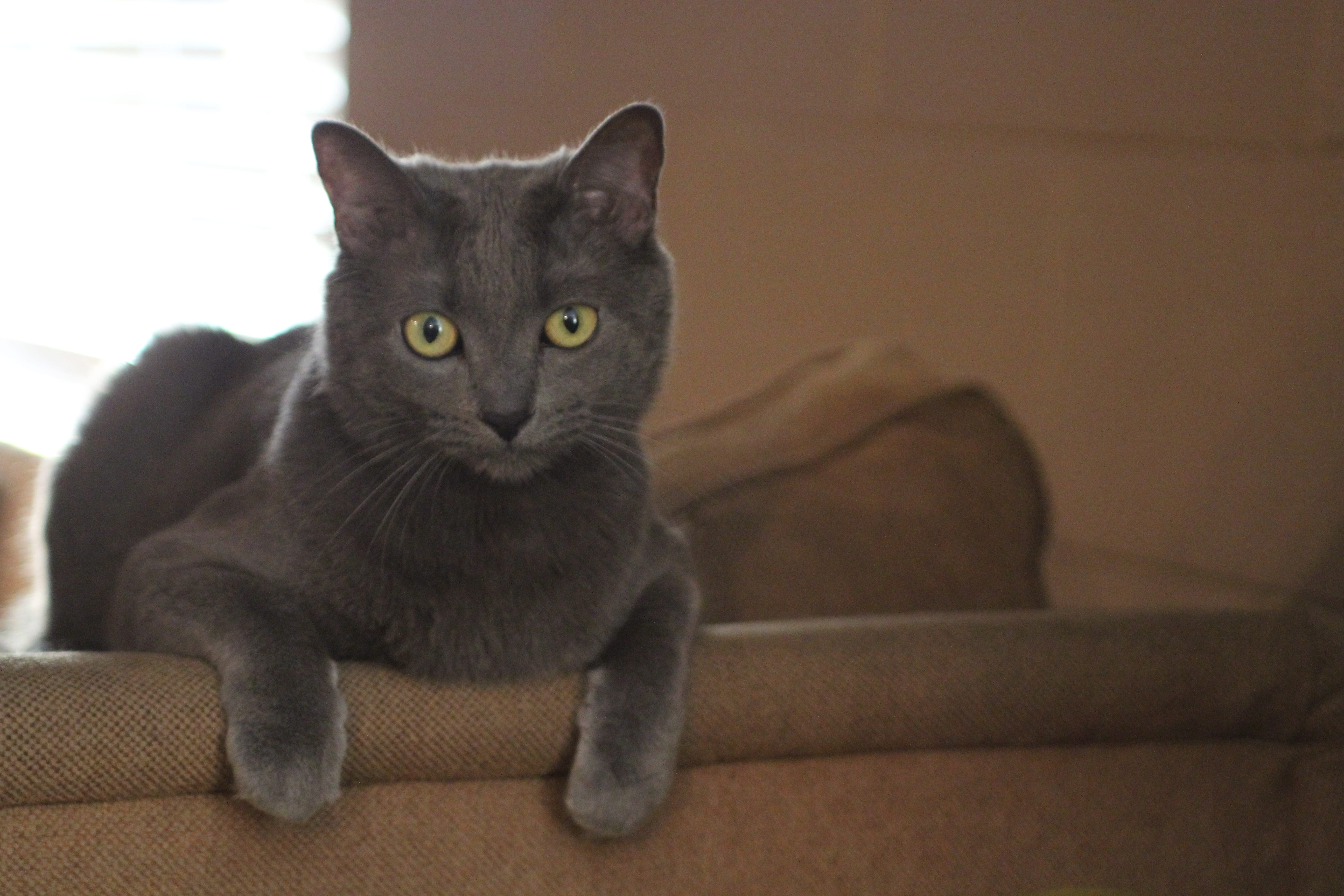 baby, portrait, 5K, indoors, animal, pet, fluffy, cute, vertebrate, kitten, purebred, green, face, domestic animals, no people, paw, sweet, chartreux, HD Wallpaper