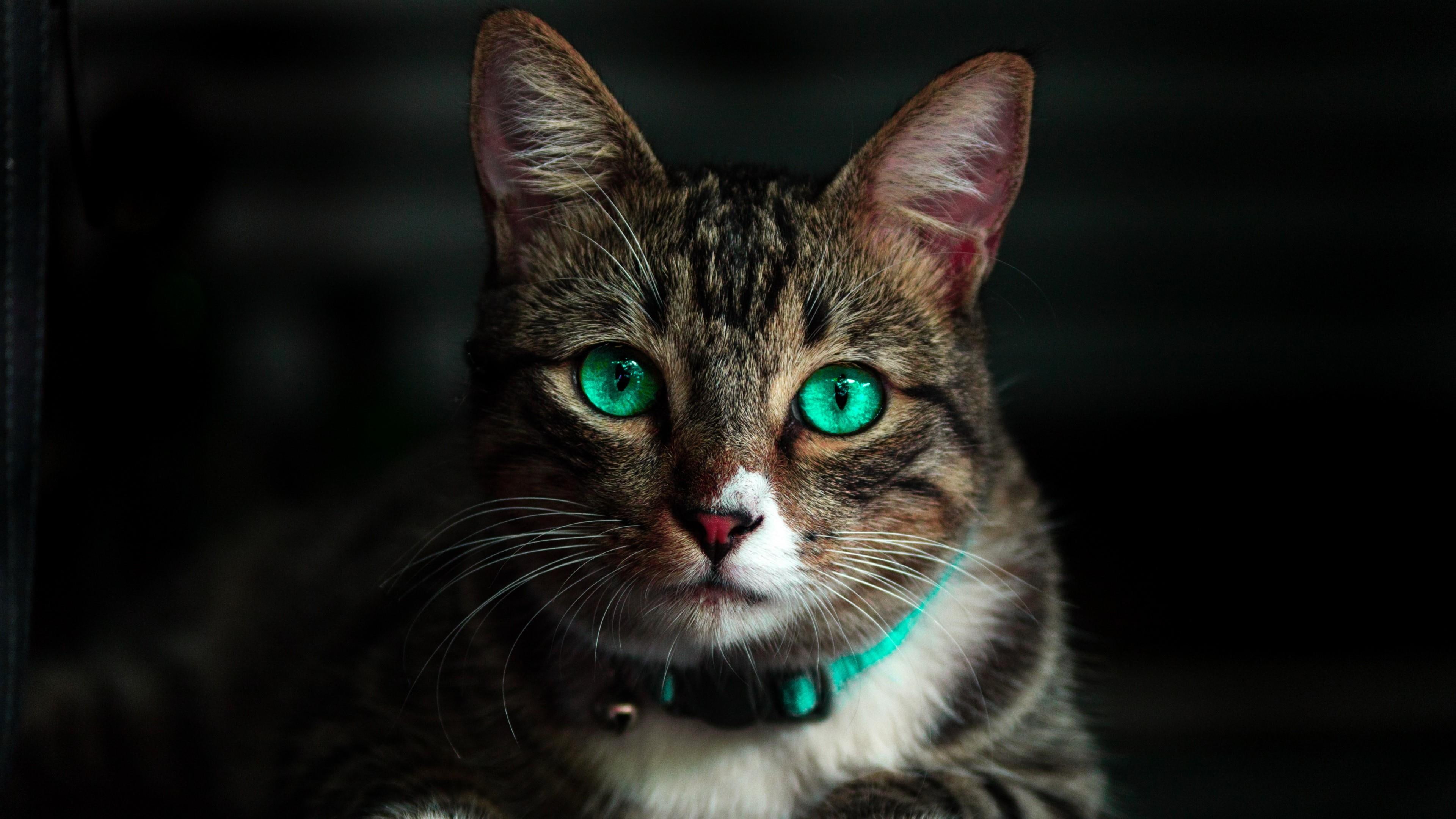 cat, portrait, green eyes, face, 4K, cute, beautiful, eyes, animal, green, HD Wallpaper
