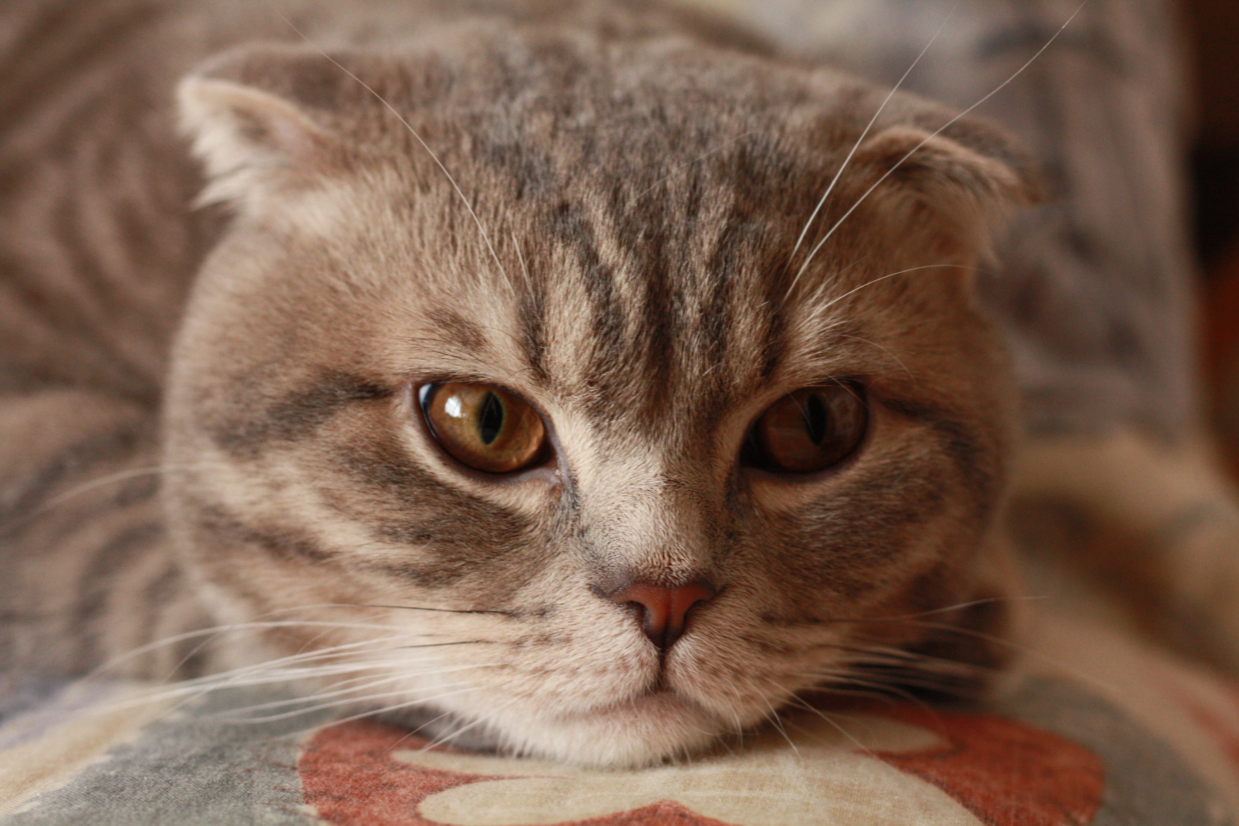sweet, young, picture, mammal, close-up, 4K, tabby, animal nose, domestic animals, furry, focus on foreground, snout, vertebrate, domestic cat, whisker, HD Wallpaper