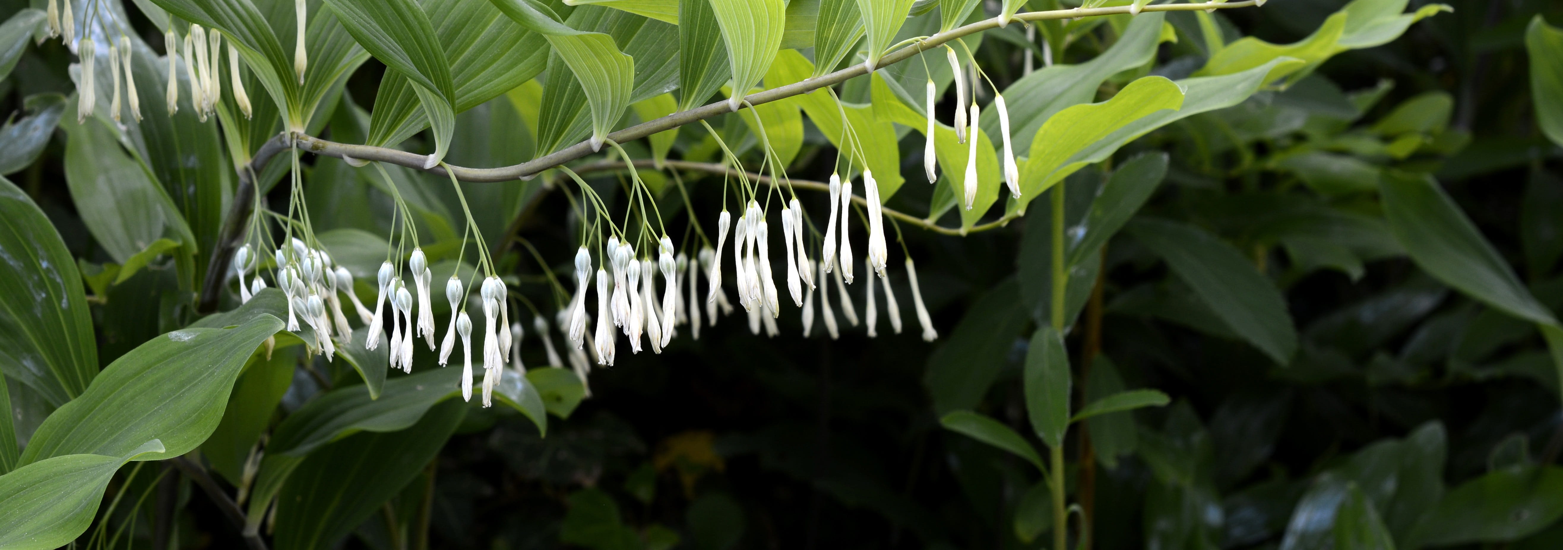 agriculture, banner, day, tree, outdoors, Blooded, focus on foreground, crop, white blossom, flower, plant part, much, weisswurz, white, flora, food and drink, HD Wallpaper