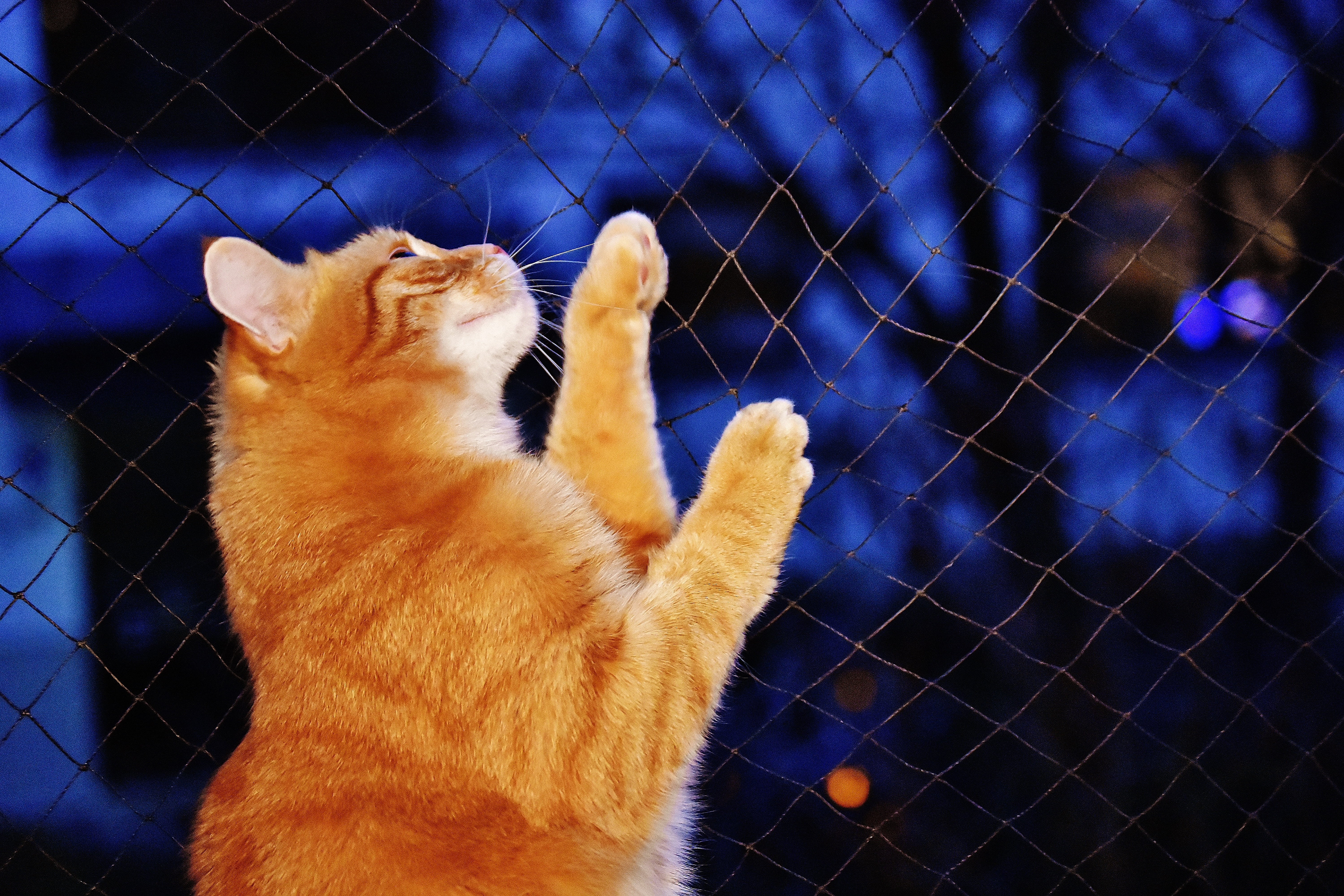 young cat, cuddly, domestic animals, blue, fur, kitten, mouth open, funny, domestic, whisker, fence, red, looking, mackerel, one animal, night, cat face, HD Wallpaper