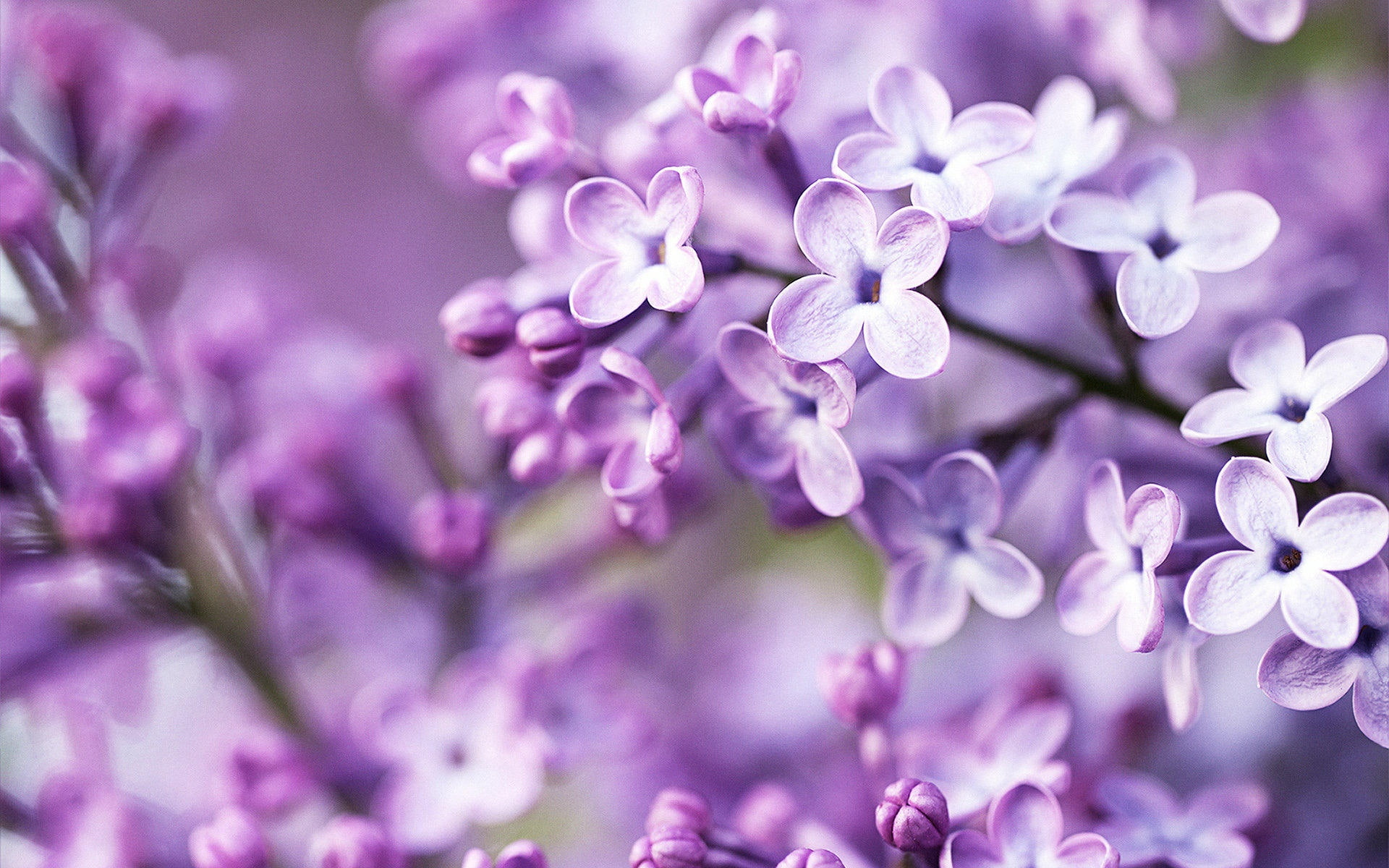 Bloom, 1080P, Lilac, Background, Blurry, Purple, HD Wallpaper