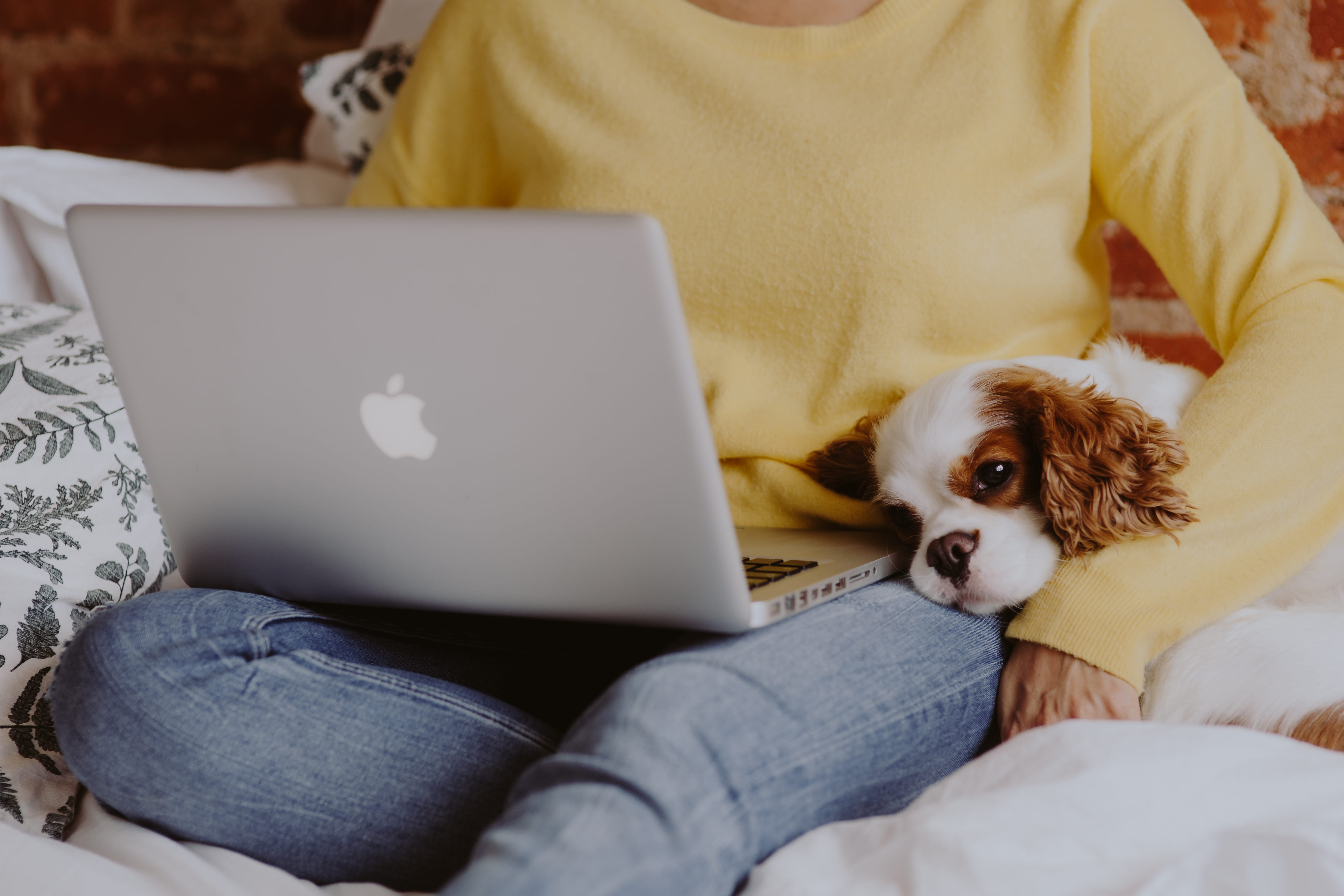 mammal, cavalier, domestic, pets, furniture, connection, 5K, animal themes, using laptop, uses, macbook, small, domestic animals, computer, woman, yellow, HD Wallpaper