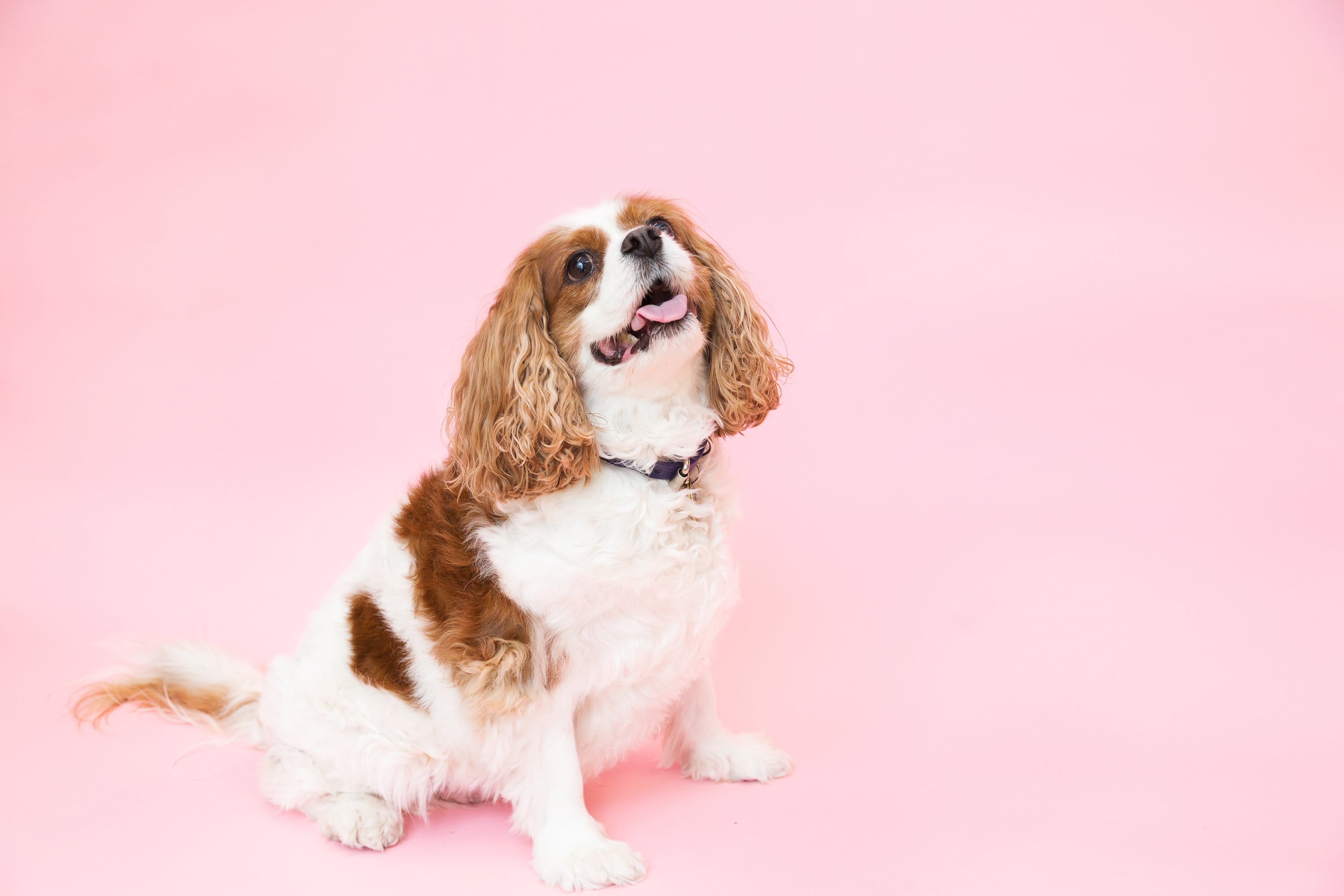 charles, colored background, king, sticking out tongue, dog, sitting, pink background, cute, 4K, animal, studio shot, Fun, animal themes, cavalier, mouth open, HD Wallpaper