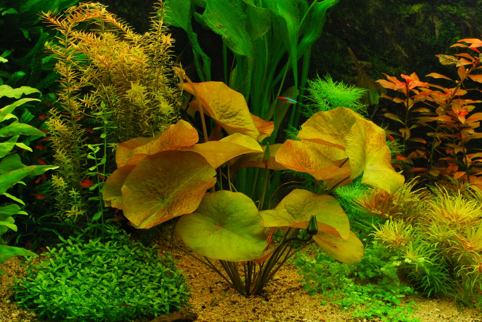 freshness, no people, 1080P, water plant, leaves, park, day, flower, flowering plant, aquarium desktop nexus, outdoors, plant, fragility, nature, plant part, HD Wallpaper