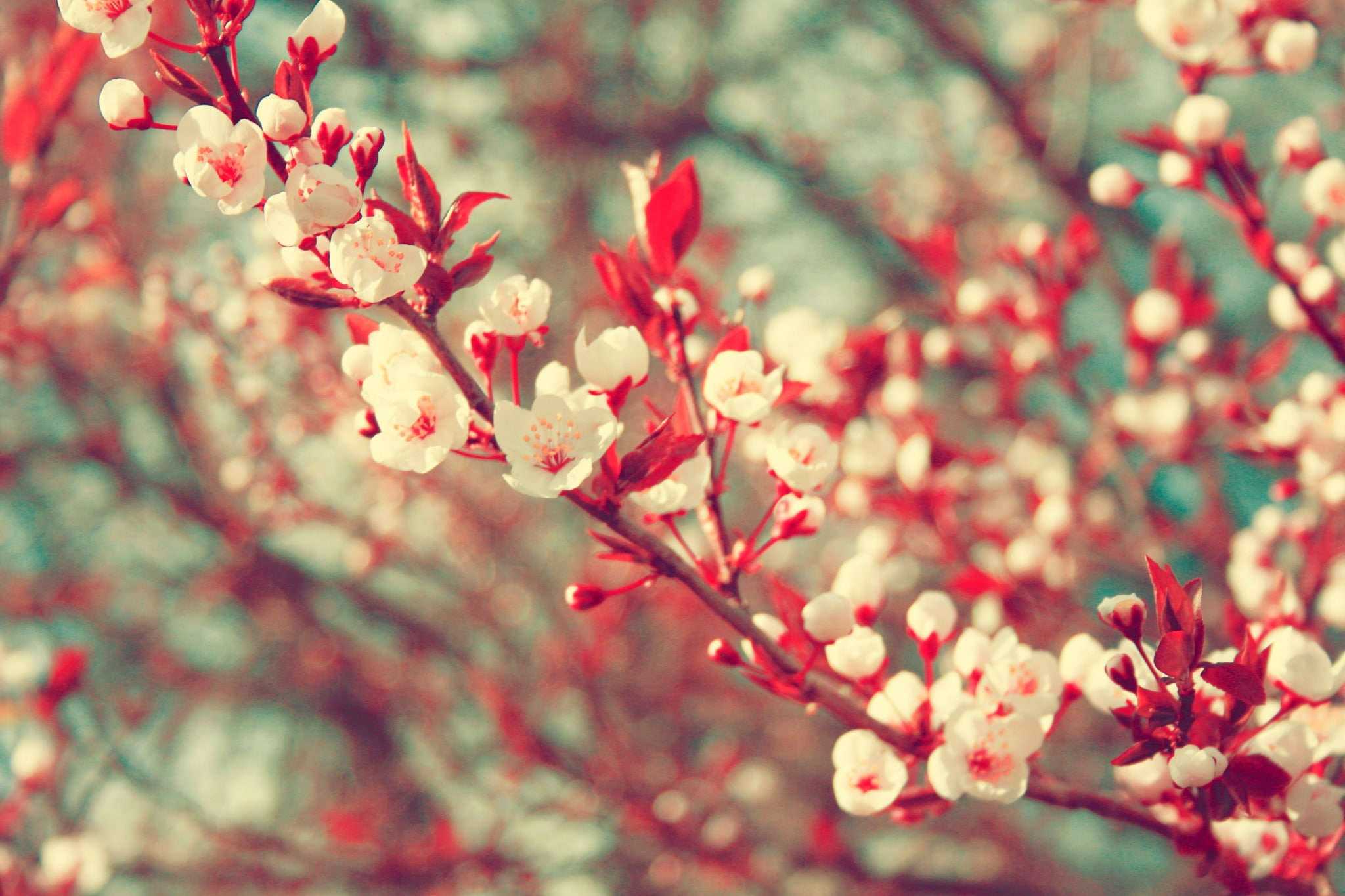 day, nature, cherry tree, no people, flower head, tree, beauty in nature, plant, fragility, blossom, growth, vulnerability, close-up, focus on foreground, HD Wallpaper