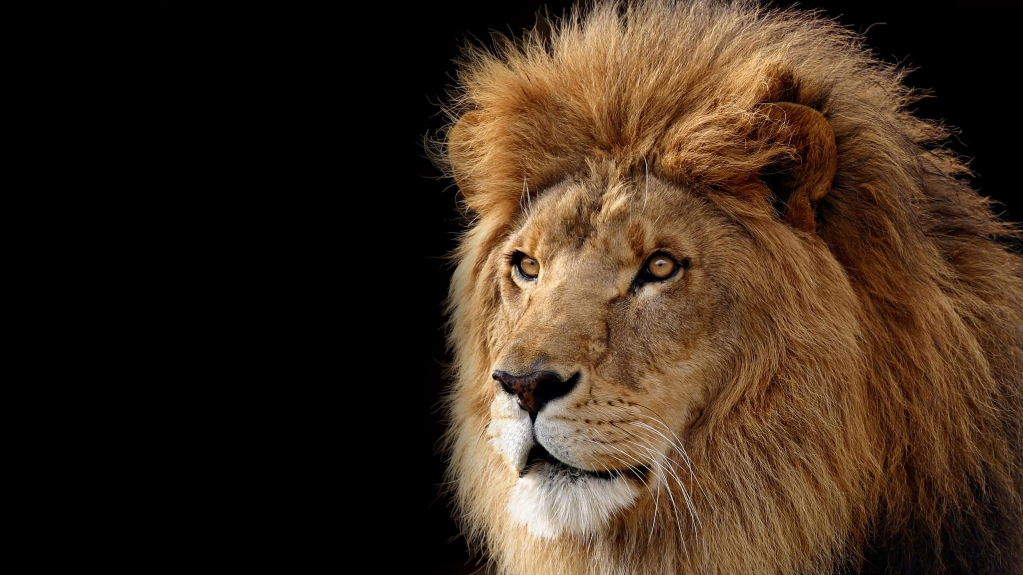 looking away, mammal, vertebrate, animal head, animal themes, black background, whisker, one animal, lion desktop nexus, looking, studio shot, close-up, HD Wallpaper