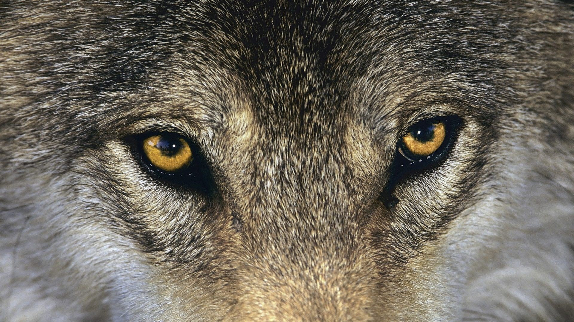 portrait, animal wildlife, eye, vertebrate, animal body part, hair, body part, looking at camera, animals in the wild, 1080P, mammal, no people, animal eye, HD Wallpaper