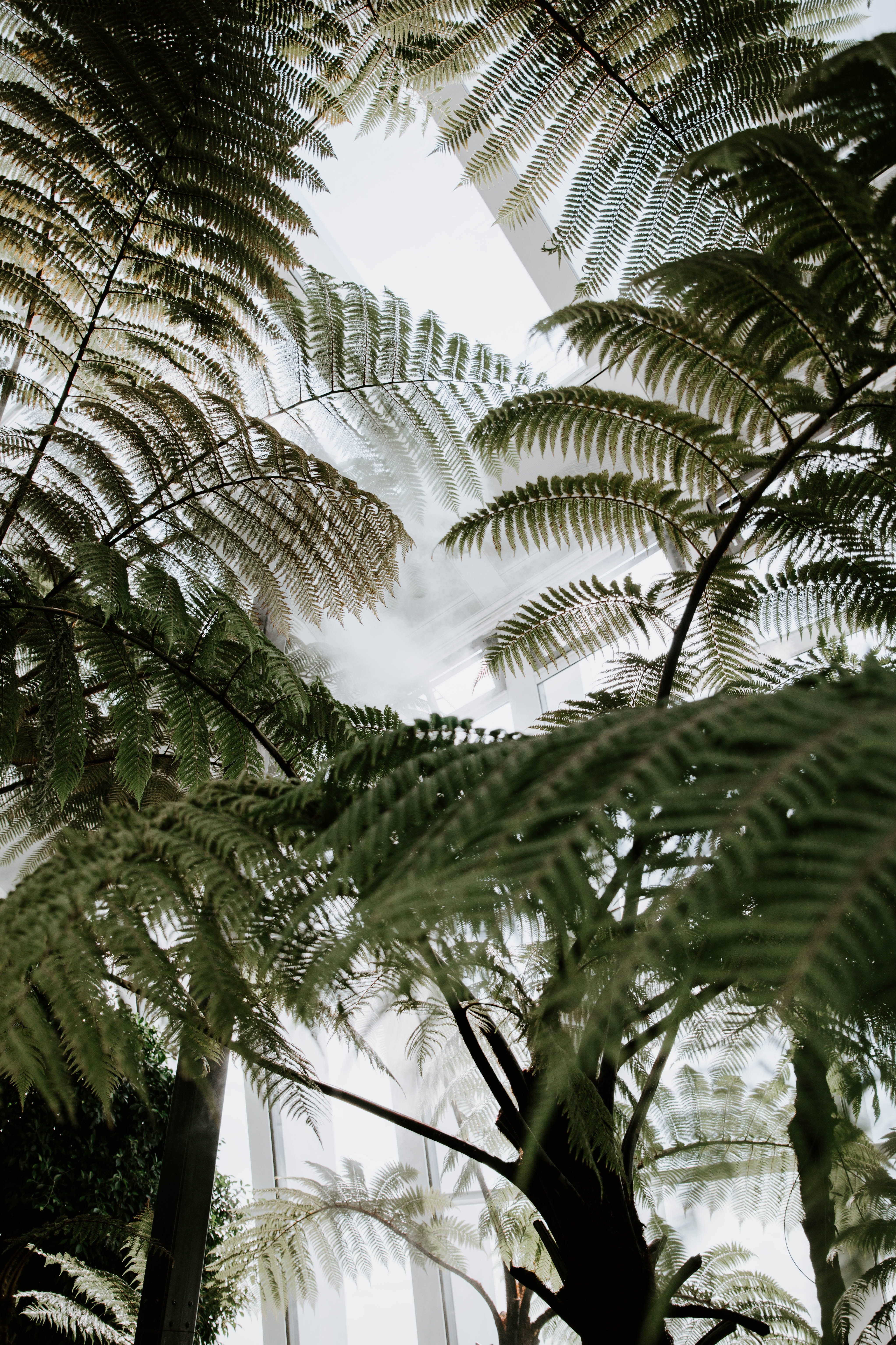 scenics, bacground, palm Tree, green Color, outdoors, tropical Climate, lush Foliage, london, london, vacations, no People, 5K, growth, tranquil Scene, Phone HD Wallpaper