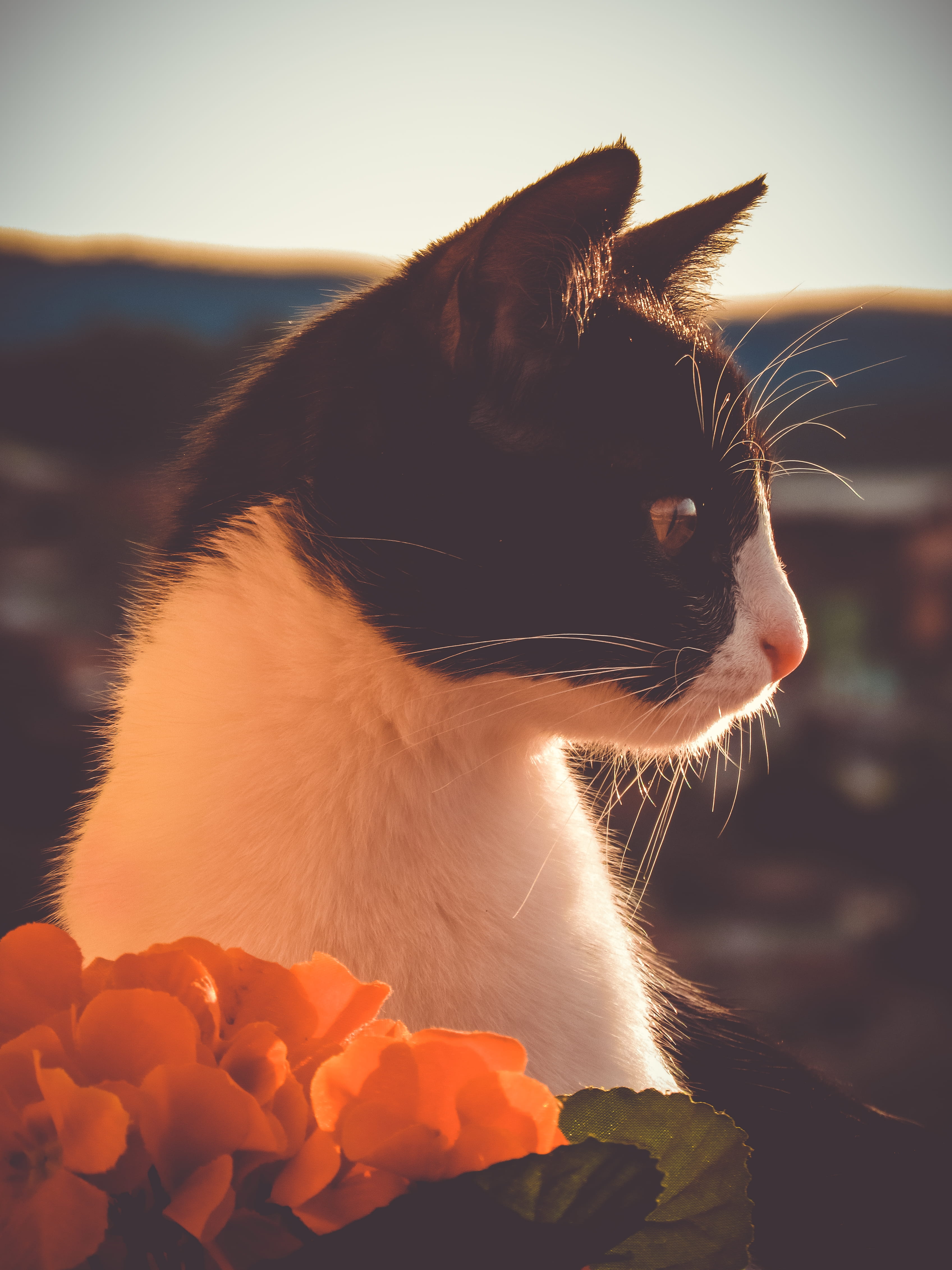 cats, whisker, cat, nature, trees, brazil, sky, bacground, poços de caldas, domestic, lake, mammal, animal body part, looking away, sunset, 4K, Phone HD Wallpaper