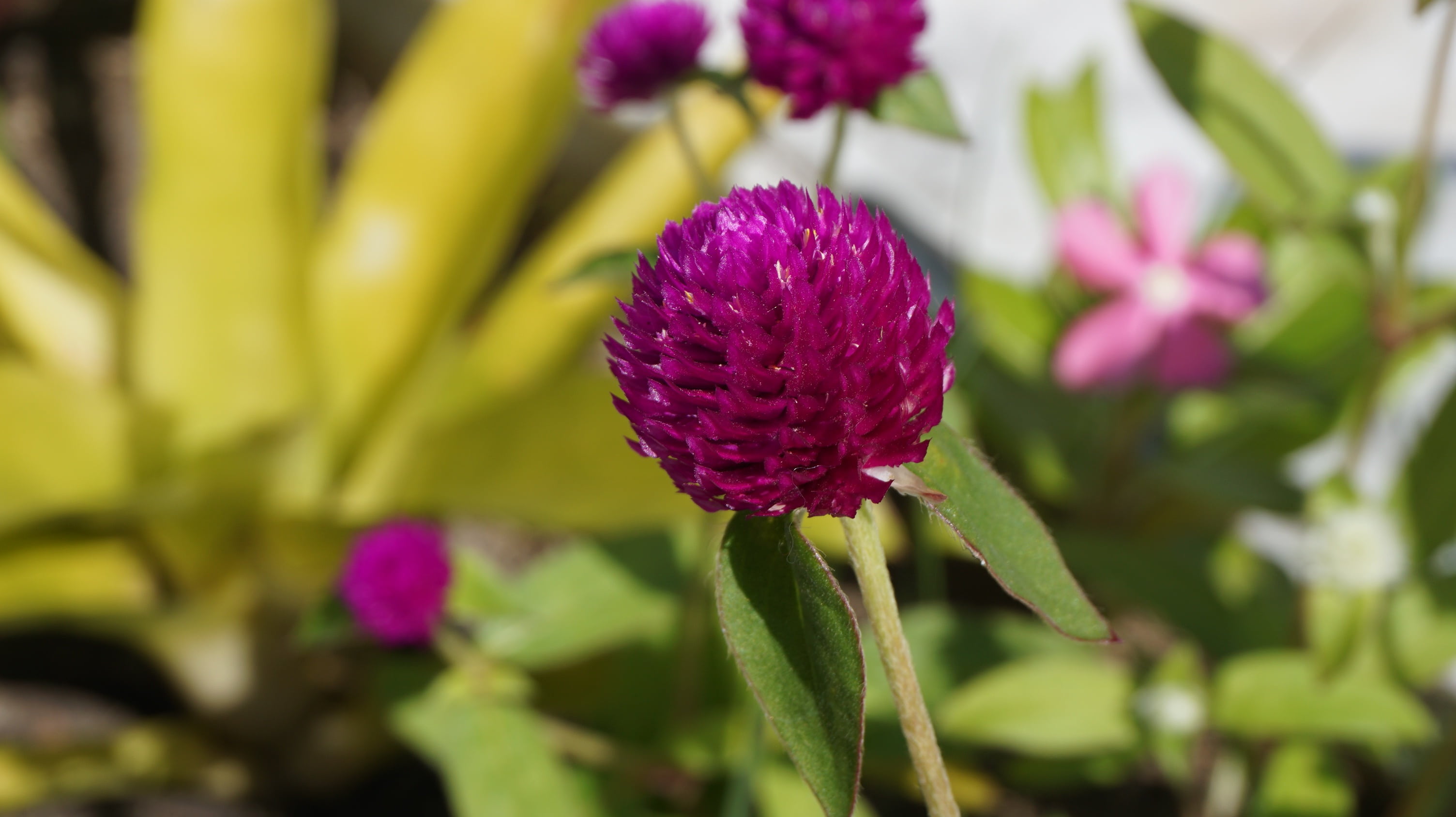 purple, bachelor button, plant part, petal, plant, 2K, freshness, springtime, growth, beauty in nature, globe amaranth, inflorescence, outdoors, flowering plant, HD Wallpaper