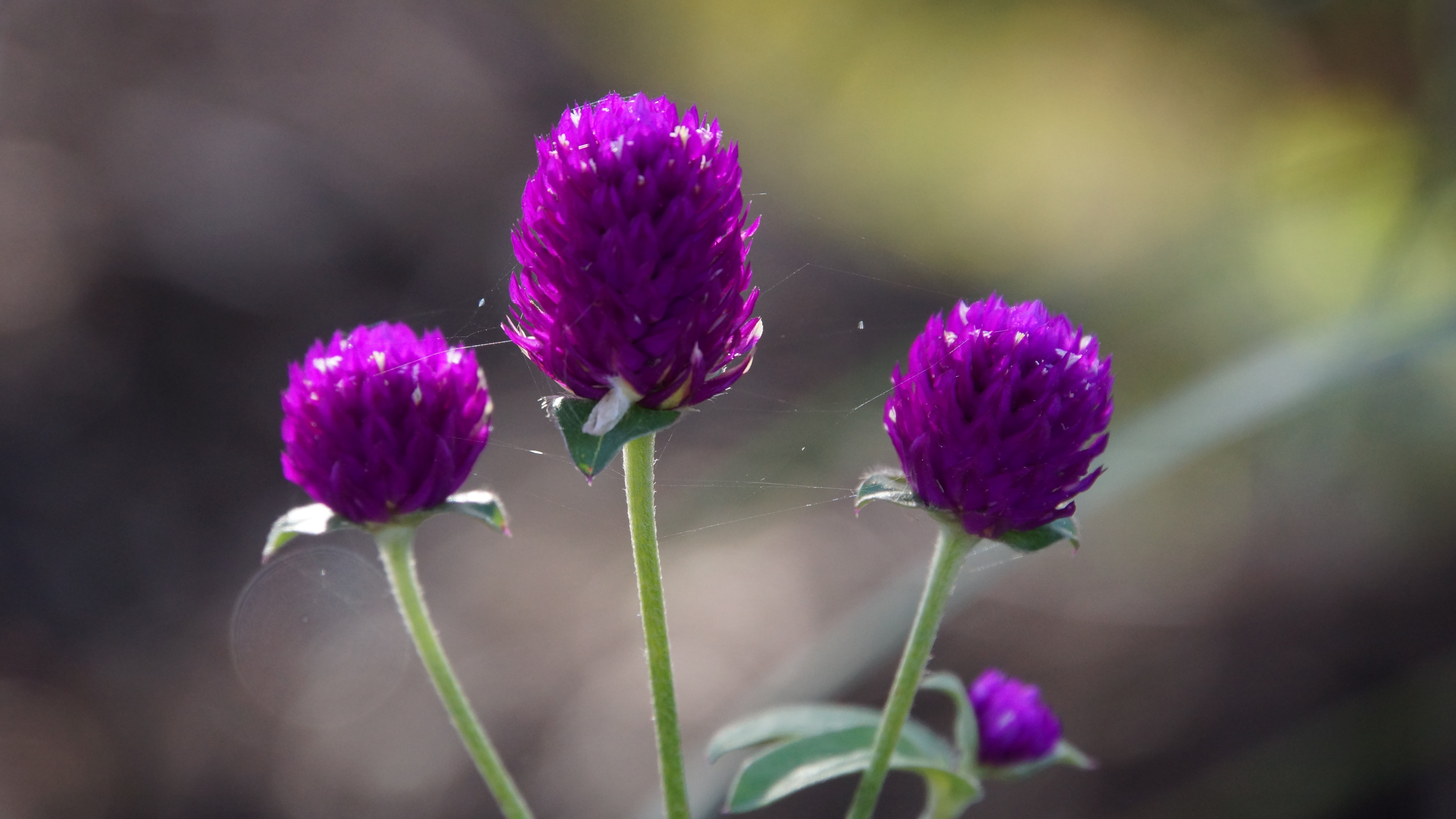 focus on foreground, inflorescence, plant stem, day, amaranth, petal, outdoors, close-up, flower, vulnerability, nature, globe amaranth, bachelor button, HD Wallpaper