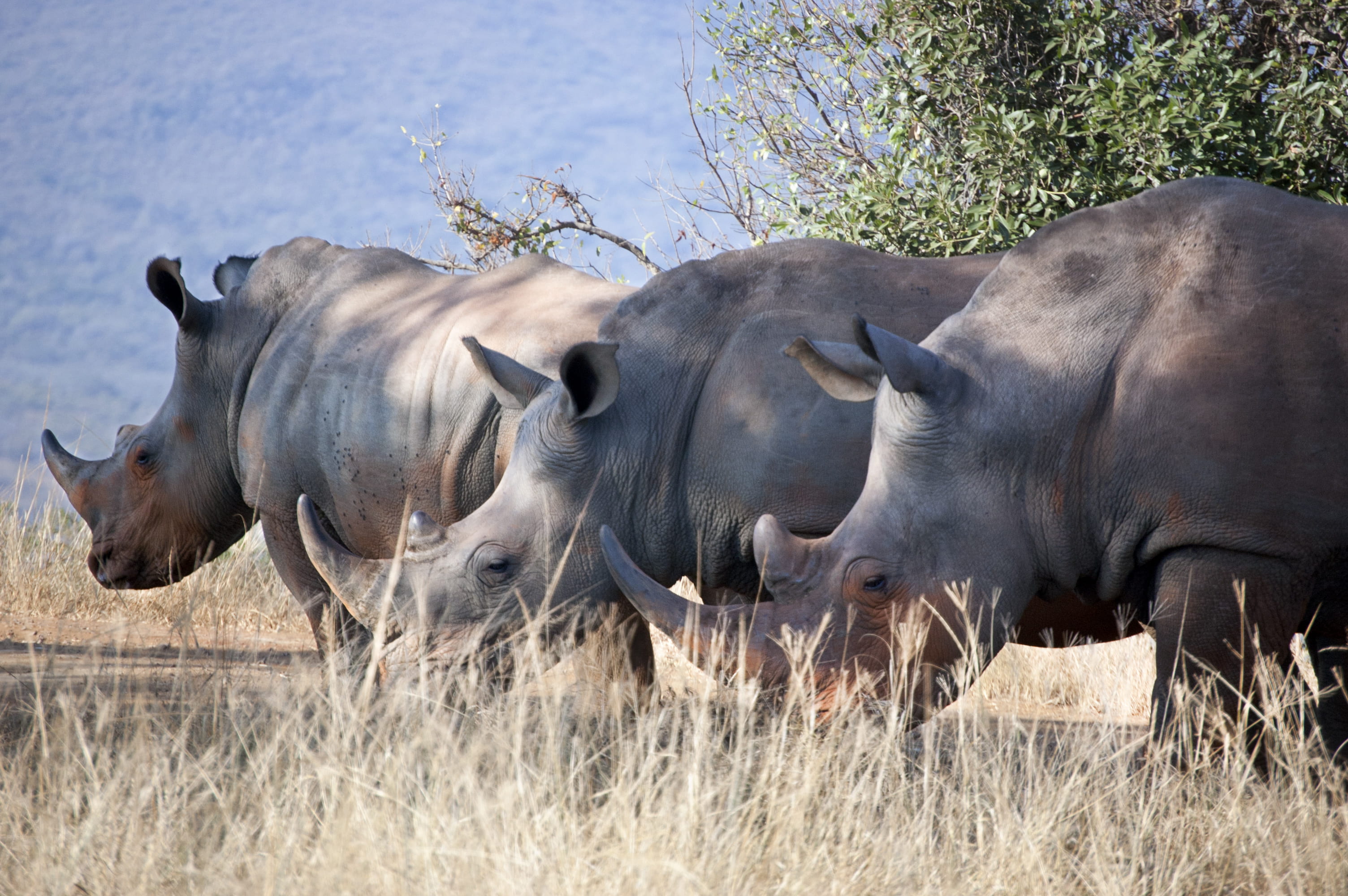 nature, africa, ground, rhinos, outdoors, wild animal, three, horned, herd, animal wildlife, animal themes, grazing, mammal, day, rhinoceros, safari, park, HD Wallpaper