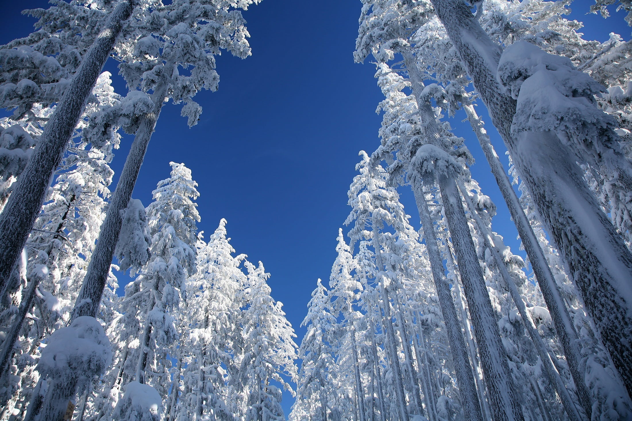 tranquility, ponderosa pines, white color, cold temperature, frozen, sky, plant, outdoors, scenics - nature, trees, mount bachelor, ice, environment, winter, HD Wallpaper