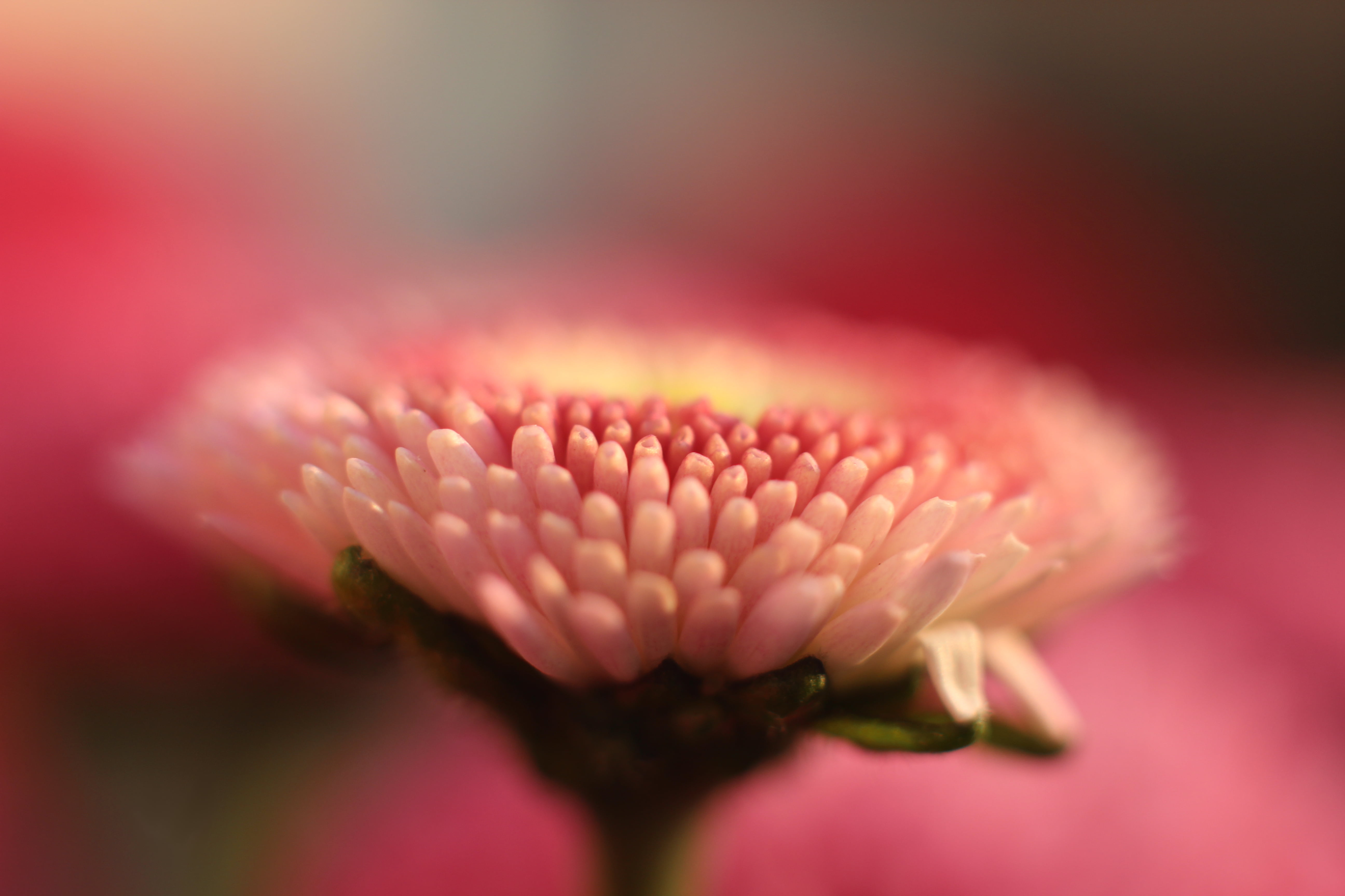 petal, close-up, nature, Bachelors, Makro, bloom, rosa, close, s, 5K, bachelor, flower, single Flower, photo, pink, Blume, Bellis, flower Head, beauty In Nature, HD Wallpaper