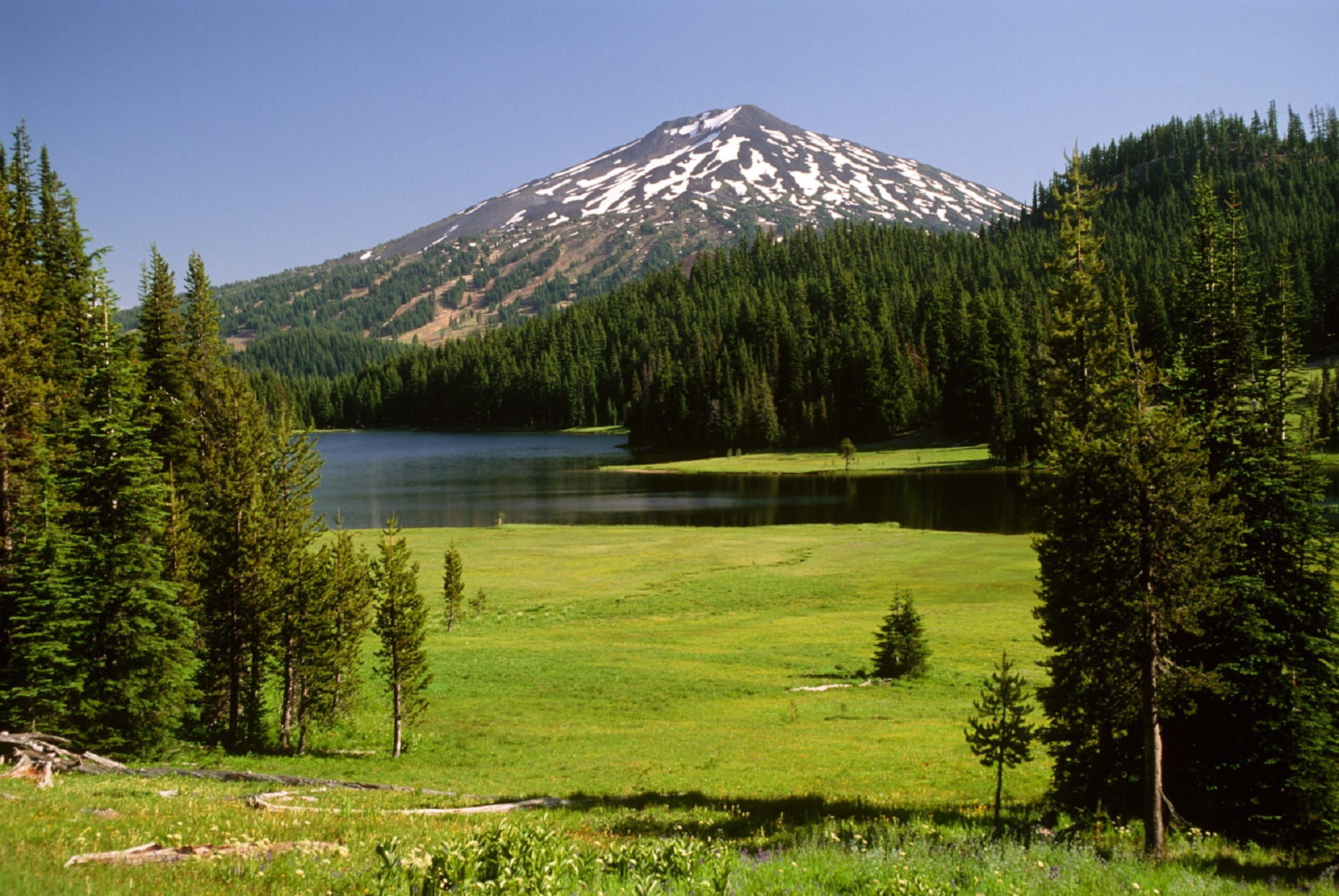 plant, outdoors, mountain peak, pine woodland, 1080P, day, cascade mountain range, Mount Bachelor, oregon, coniferous tree, beauty in nature, scenics - nature, HD Wallpaper