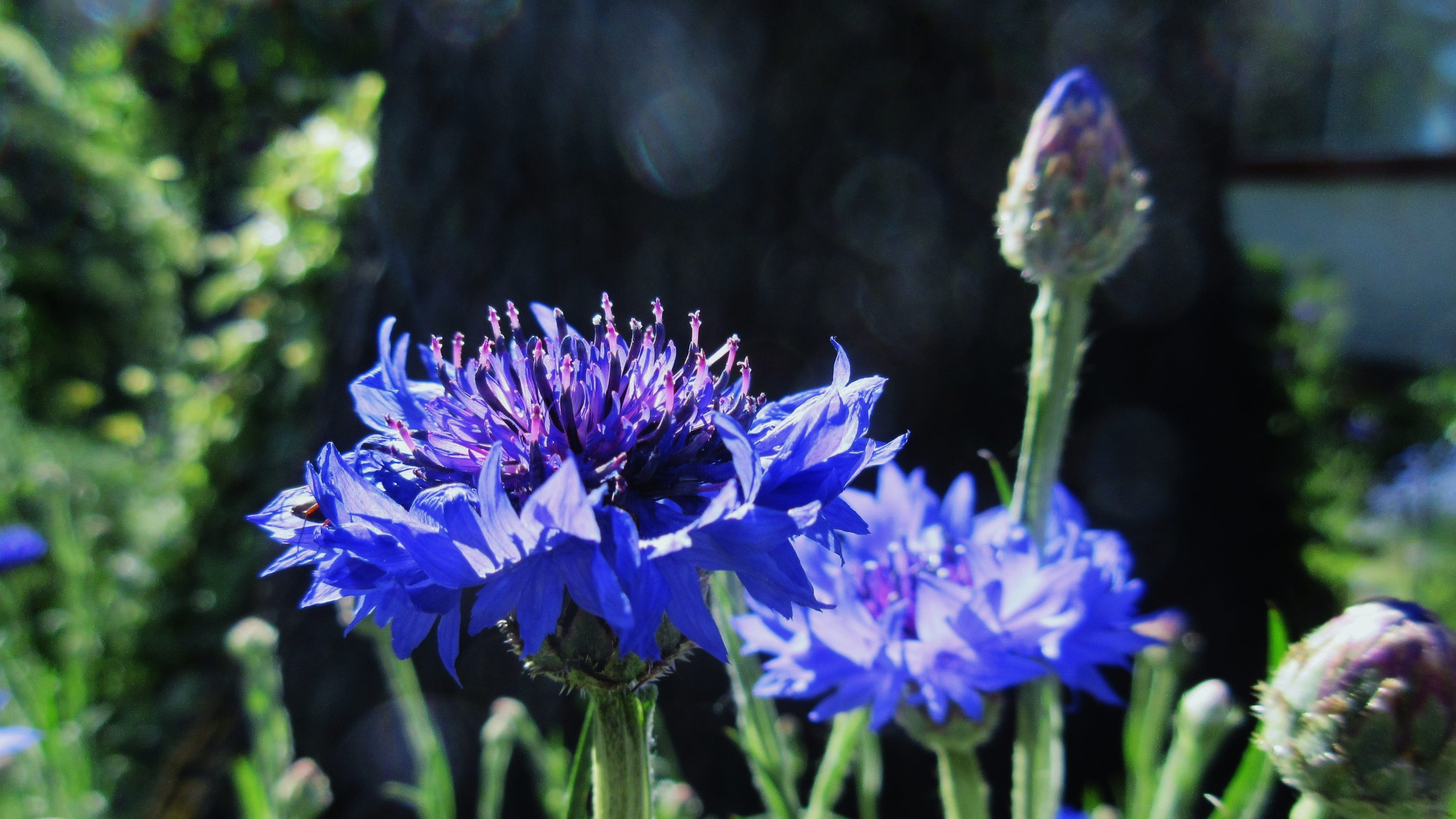 flower, botany, day, freshness, Flower, petal, focus on foreground, beauty in nature, growth, purple, inflorescence, Blue Flower, no people, garden, selective focus, HD Wallpaper
