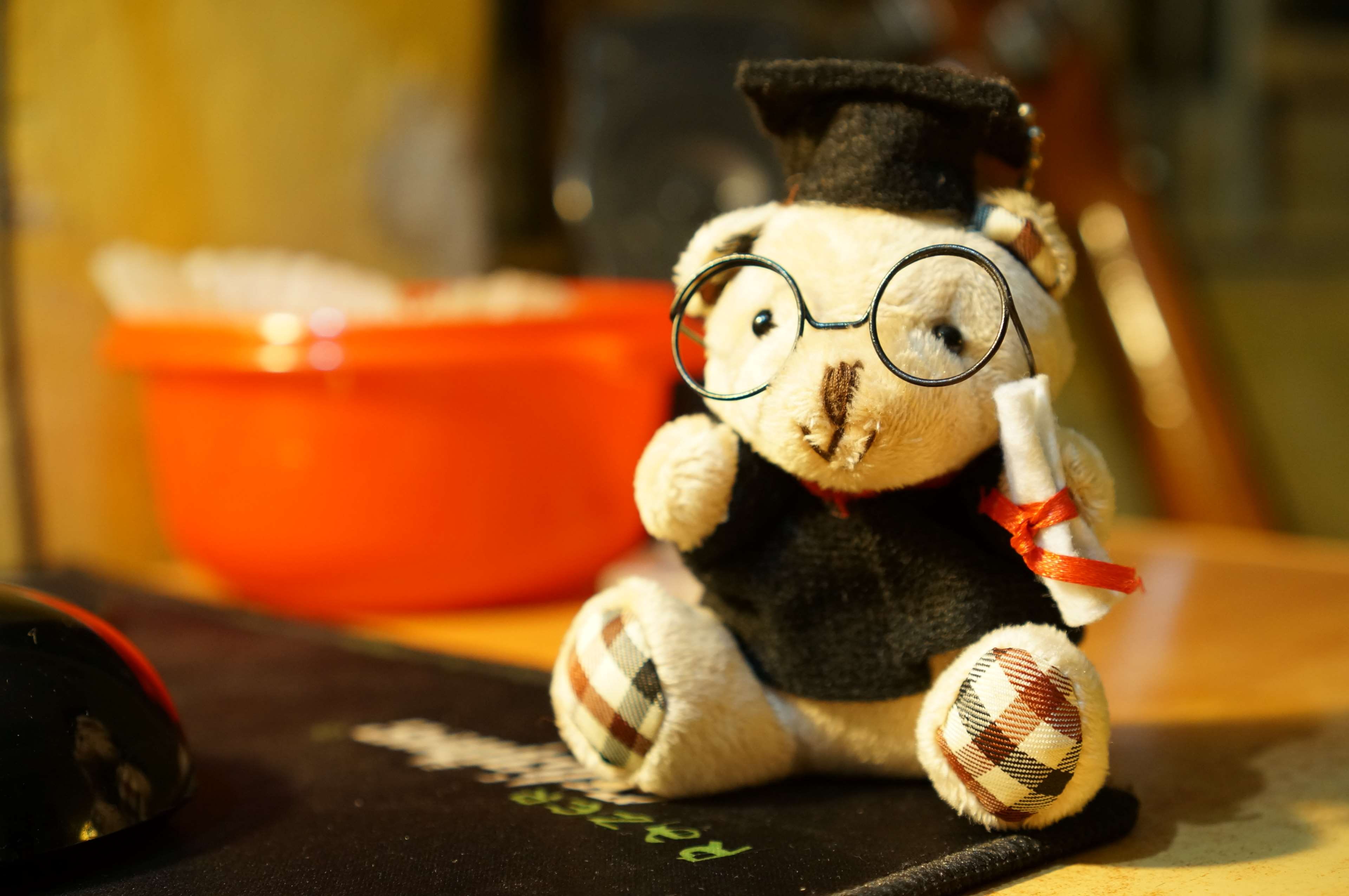 bachelor, pets, animal representation, eyeglasses, domestic animals, animal themes, stuffed toy, mammal, humor, 4K, domestic, close-up, indoors, animal, HD Wallpaper