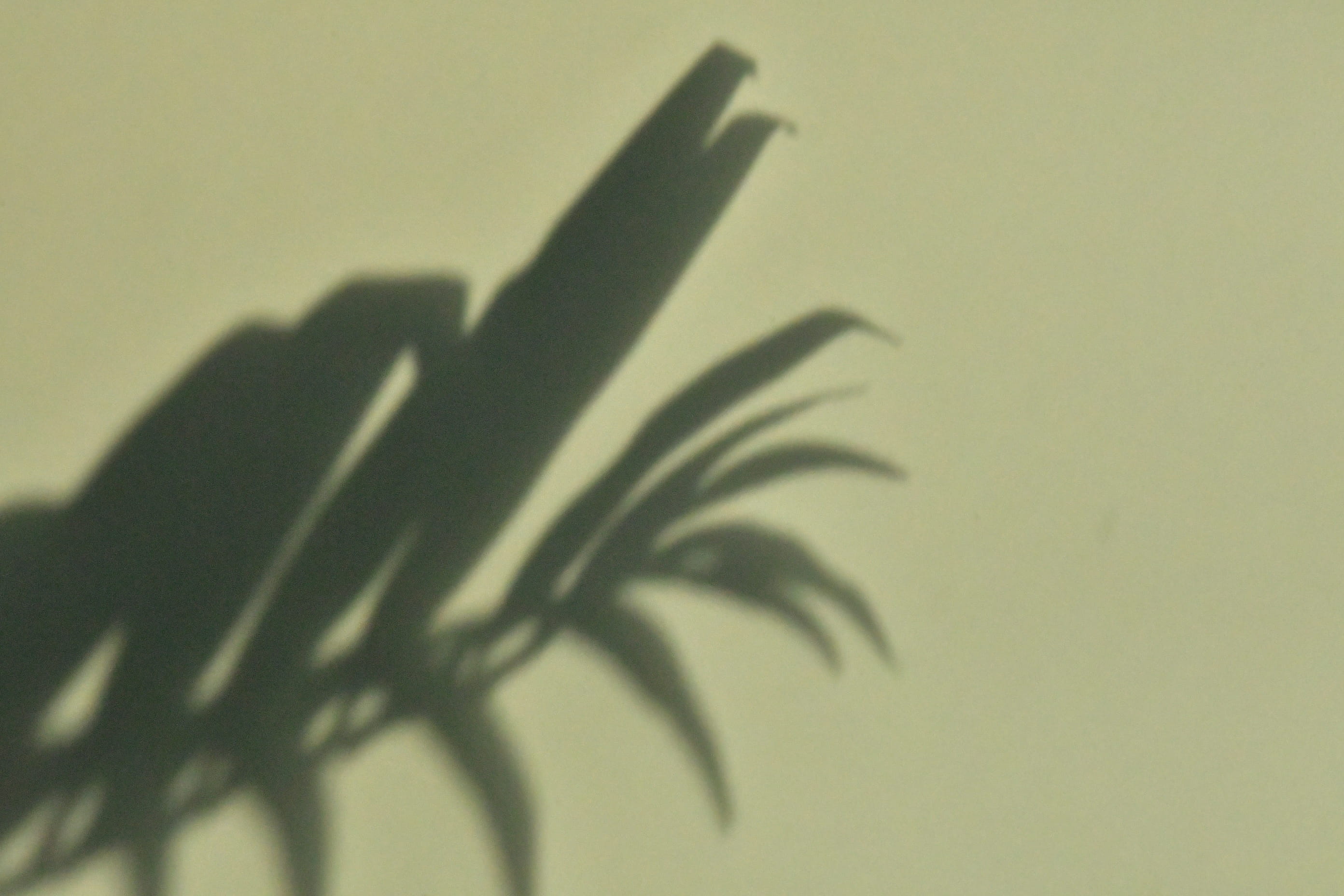 focus on shadow, sunlight, finger, diploma, animal, skin, reed, single object, architecture, pattern, calligraphy, handwriting, creativity, indoors, wall - building feature, HD Wallpaper