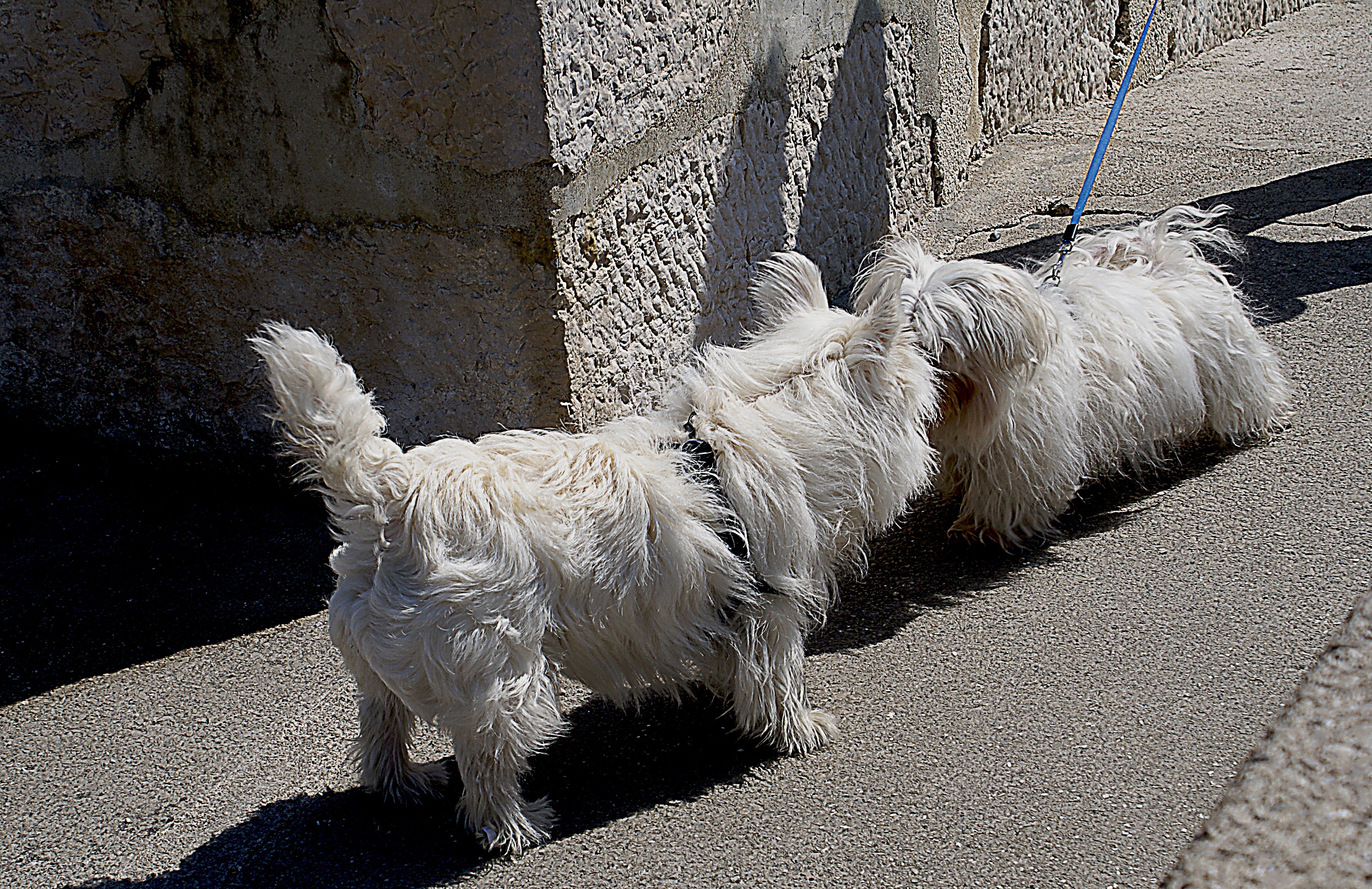 2K, small dogs, animal themes, maltese, recognition, meeting, dogs room, shadows, standing, one animal, nature, spacer, vertebrate, sunlight, white maltese, HD Wallpaper