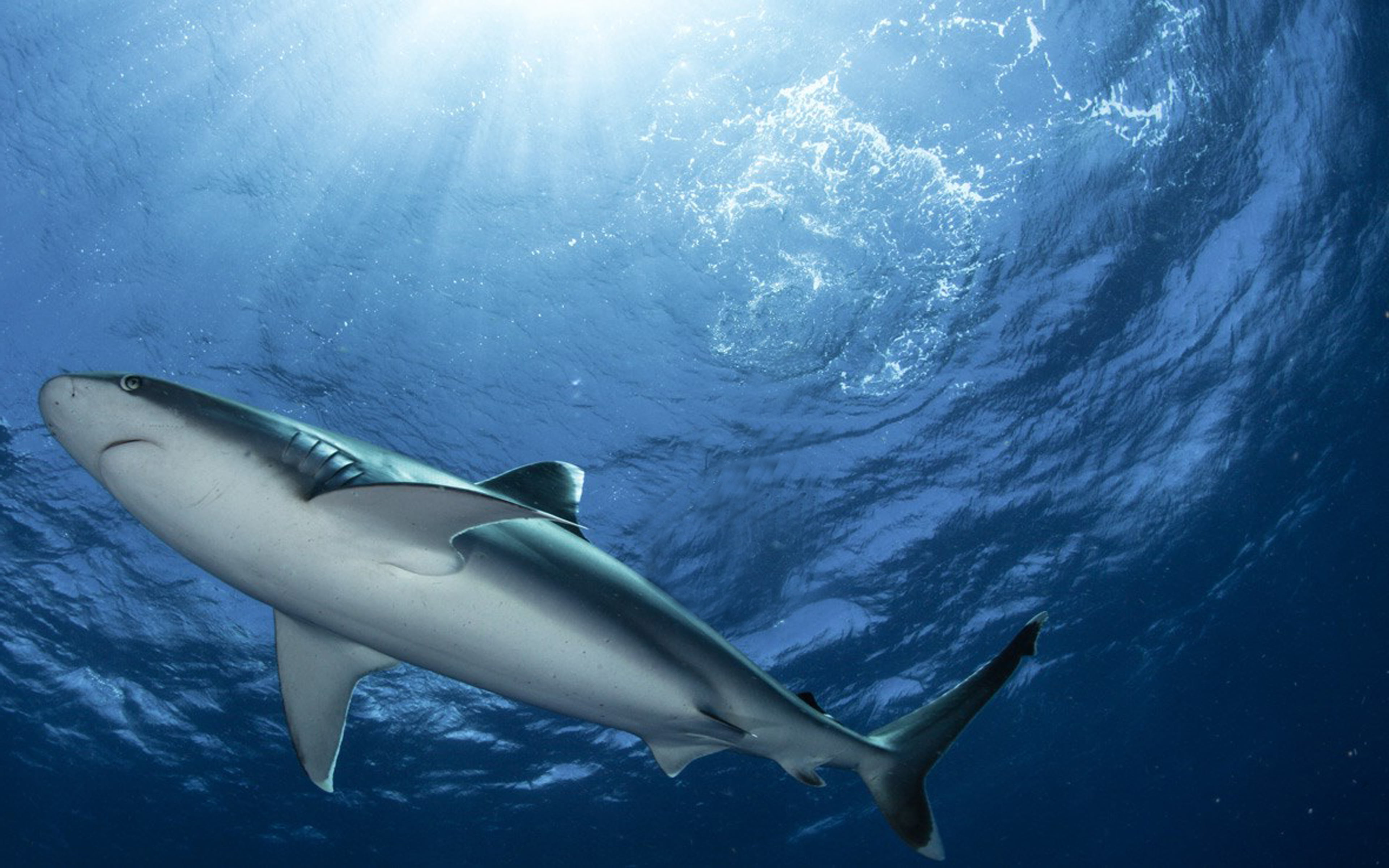 marine, vertebrate, allowing, animal, swimming, body, consuming, energy, sunlight, underwater, aquatic sport, nature, design, one animal, 4K, slip, outdoors, HD Wallpaper
