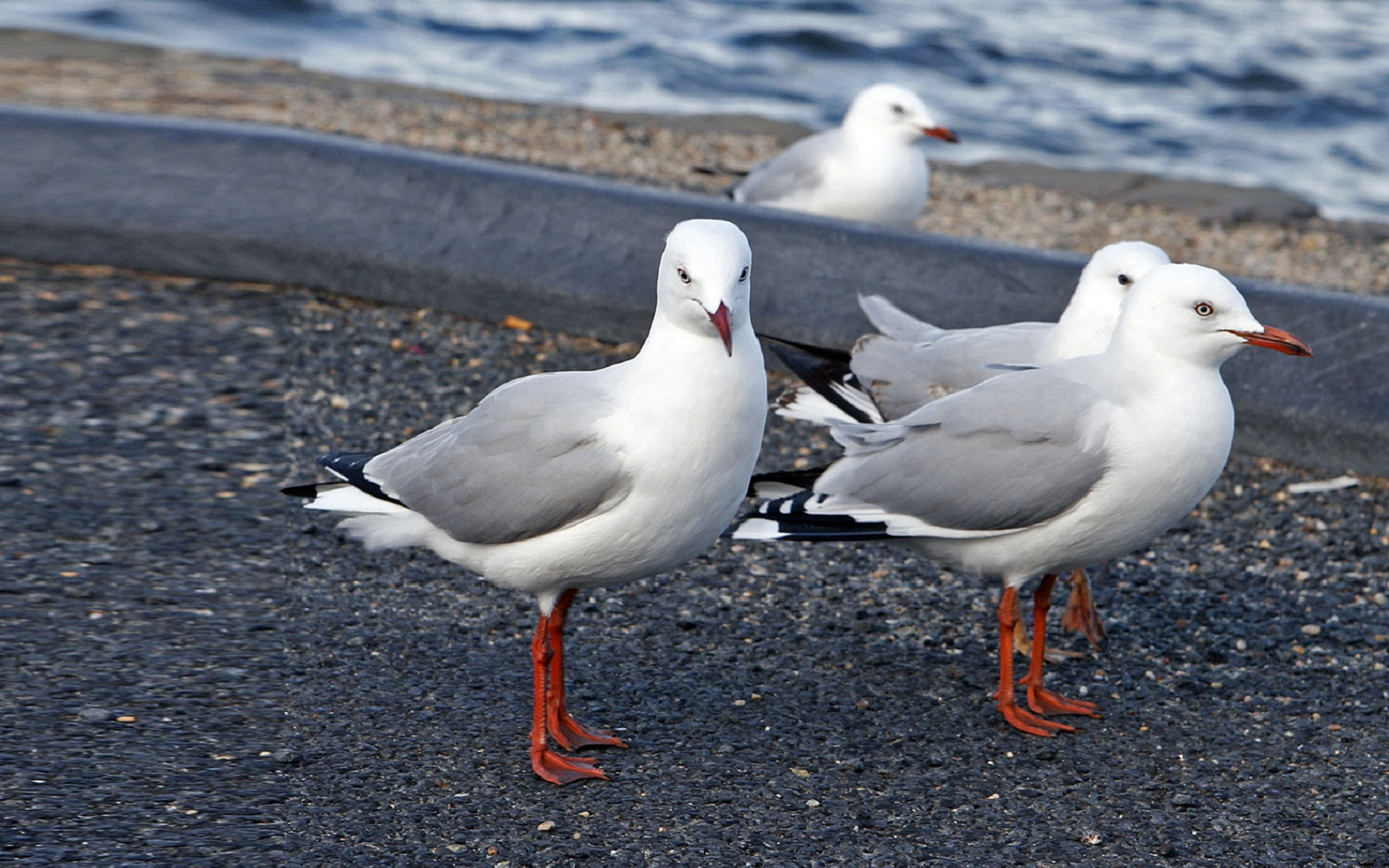 walking, morphology, seagulls, allows, general, seabirds, flying, feeders, swimming, equal, 2K, least, adeptness, specialized, HD Wallpaper