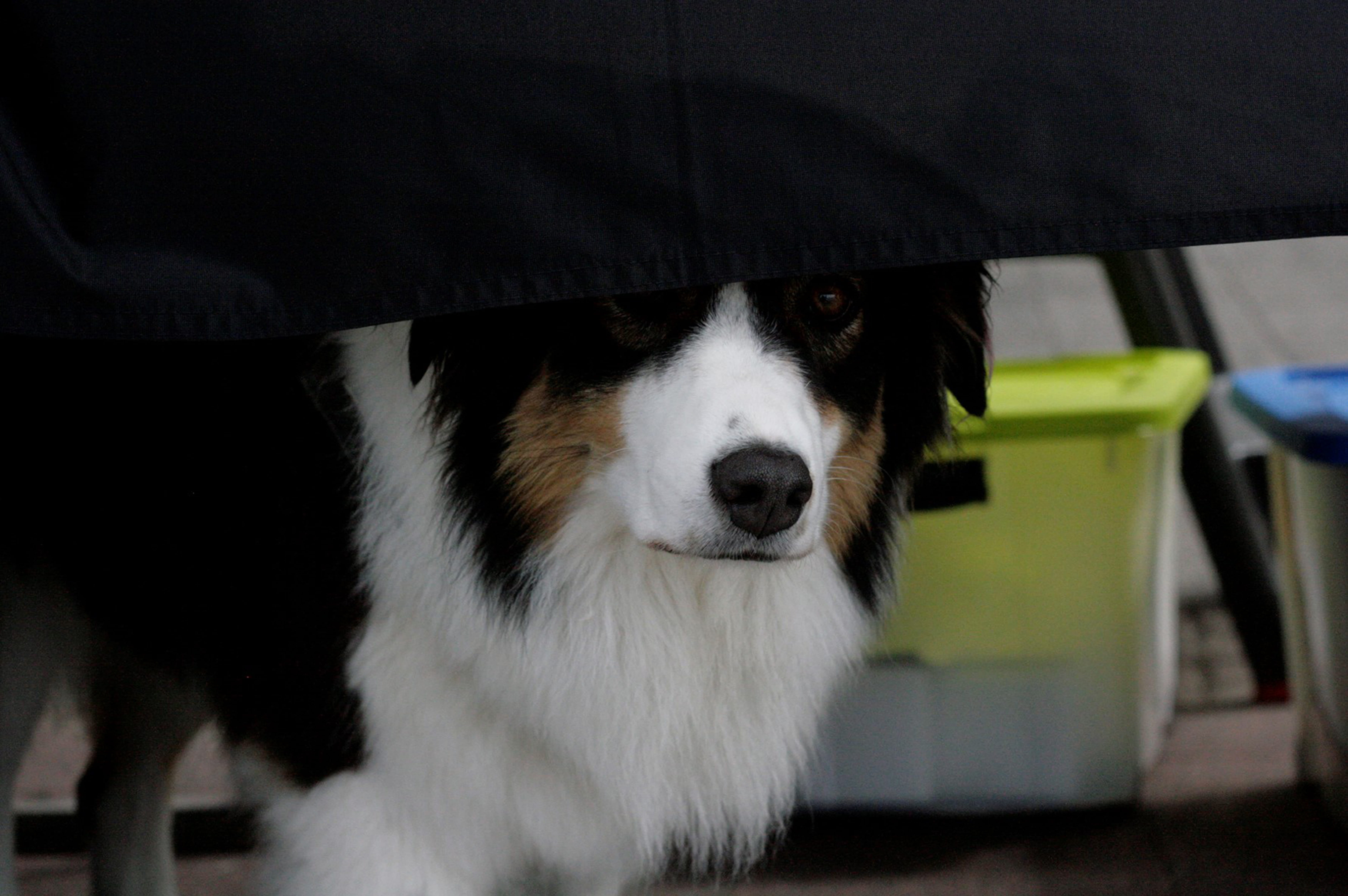 mammal, farm, market, wild, peek, vertebrate, beach, dog peeking, border collie, dog, dog nose, portrait, shy dog, indoors, wildlife, 5K, animal head, HD Wallpaper