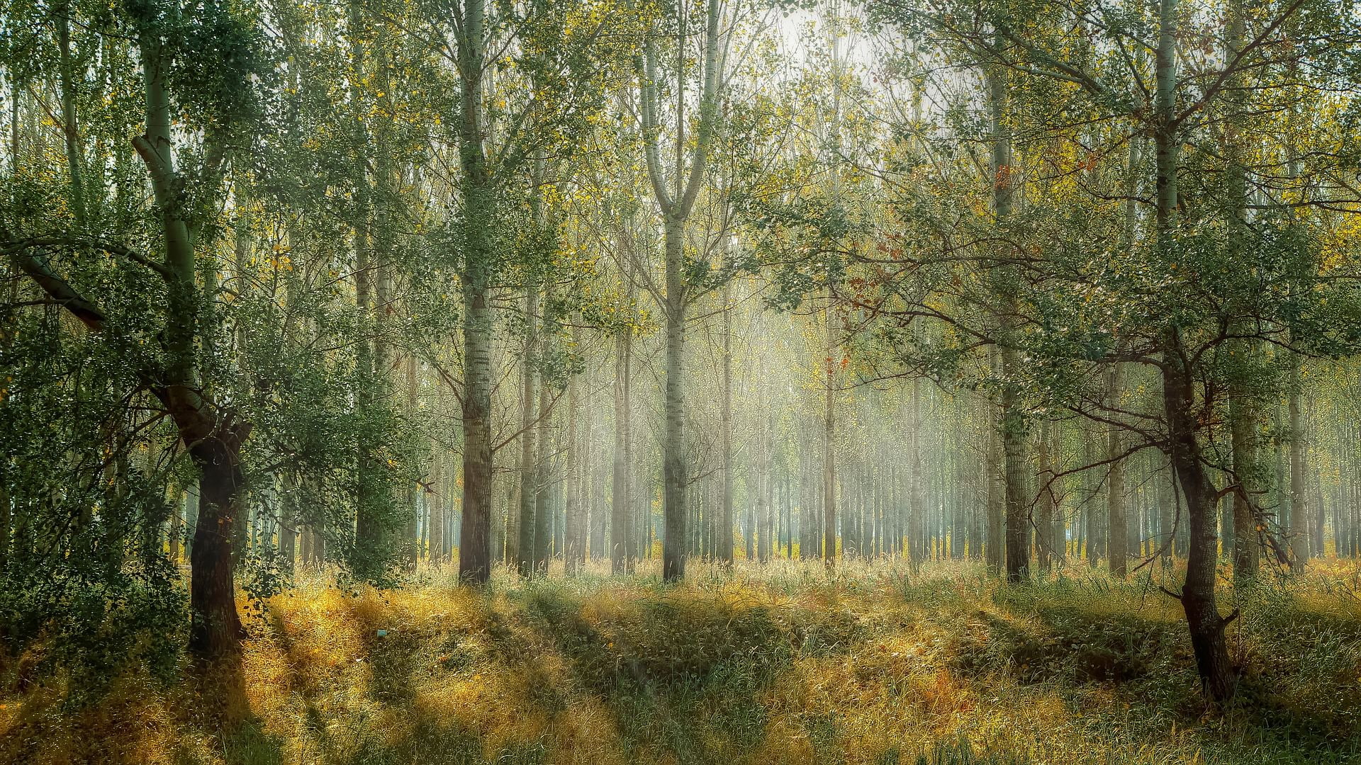 idyllic, allowed, scenics - nature, landscape, environment, autumn, beauty in nature, tranquil scene, change, nature, tree, relax, plant, woodland, growth, HD Wallpaper
