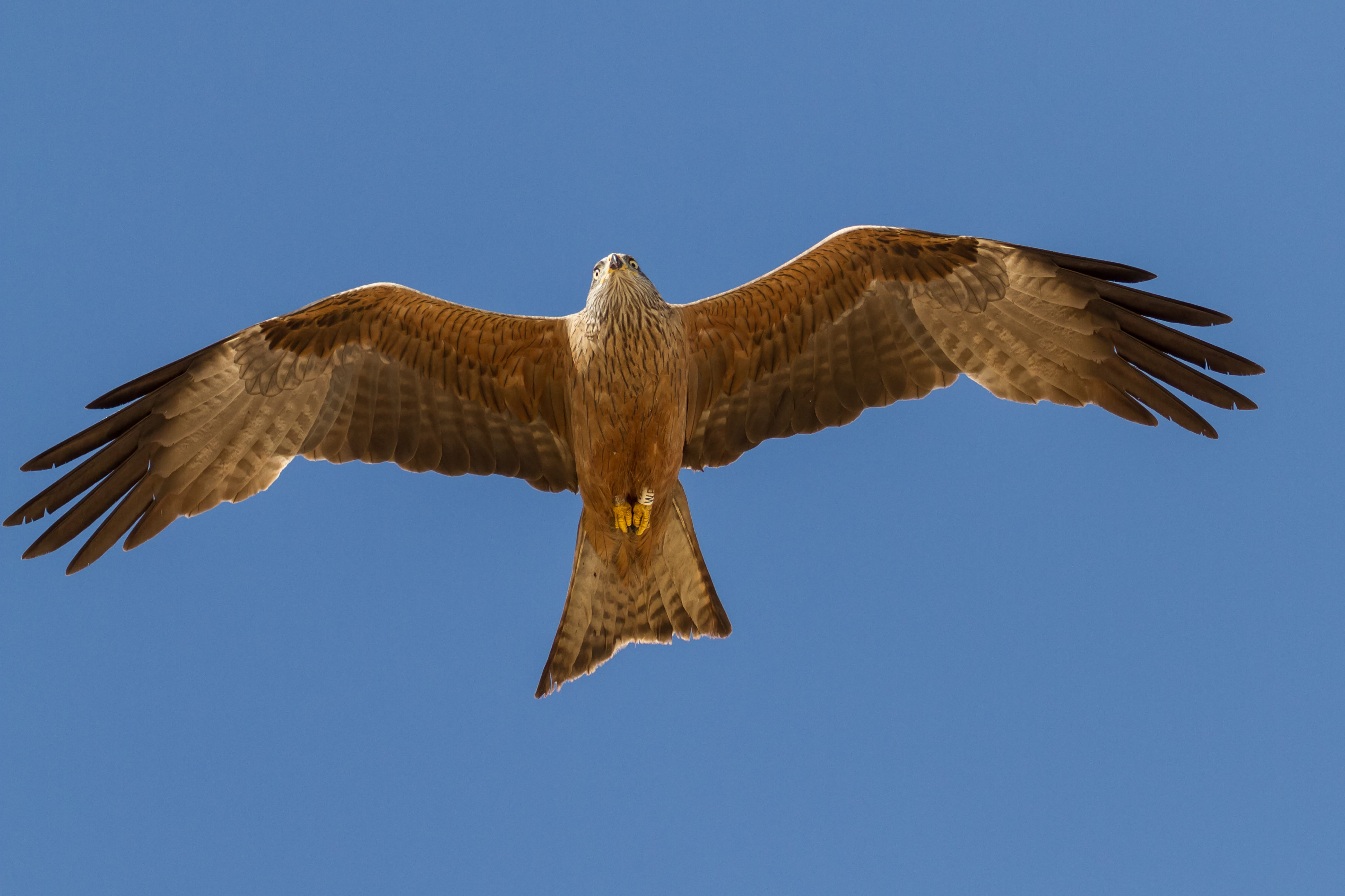 motion, one animal, bird of prey, directly below, animal, animals in the wild, nature, birding, animal wildlife, sky, vertebrate, spain, blue, spread wings, HD Wallpaper