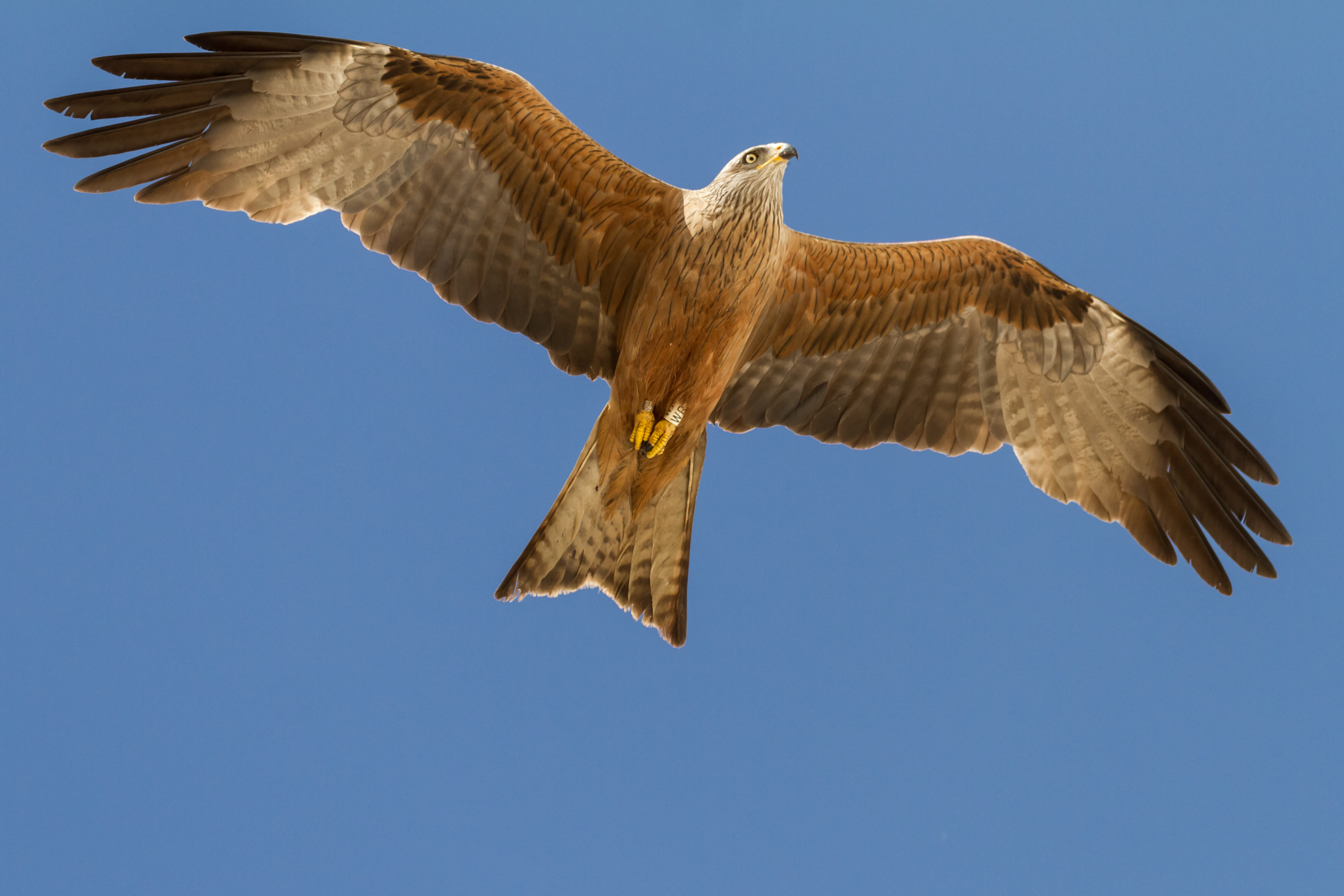 animal body part, clear sky, animal wing, animal, bird of prey, low angle view, 5K, vertebrate, sky, outdoors, animals in the wild, birding, no people, HD Wallpaper