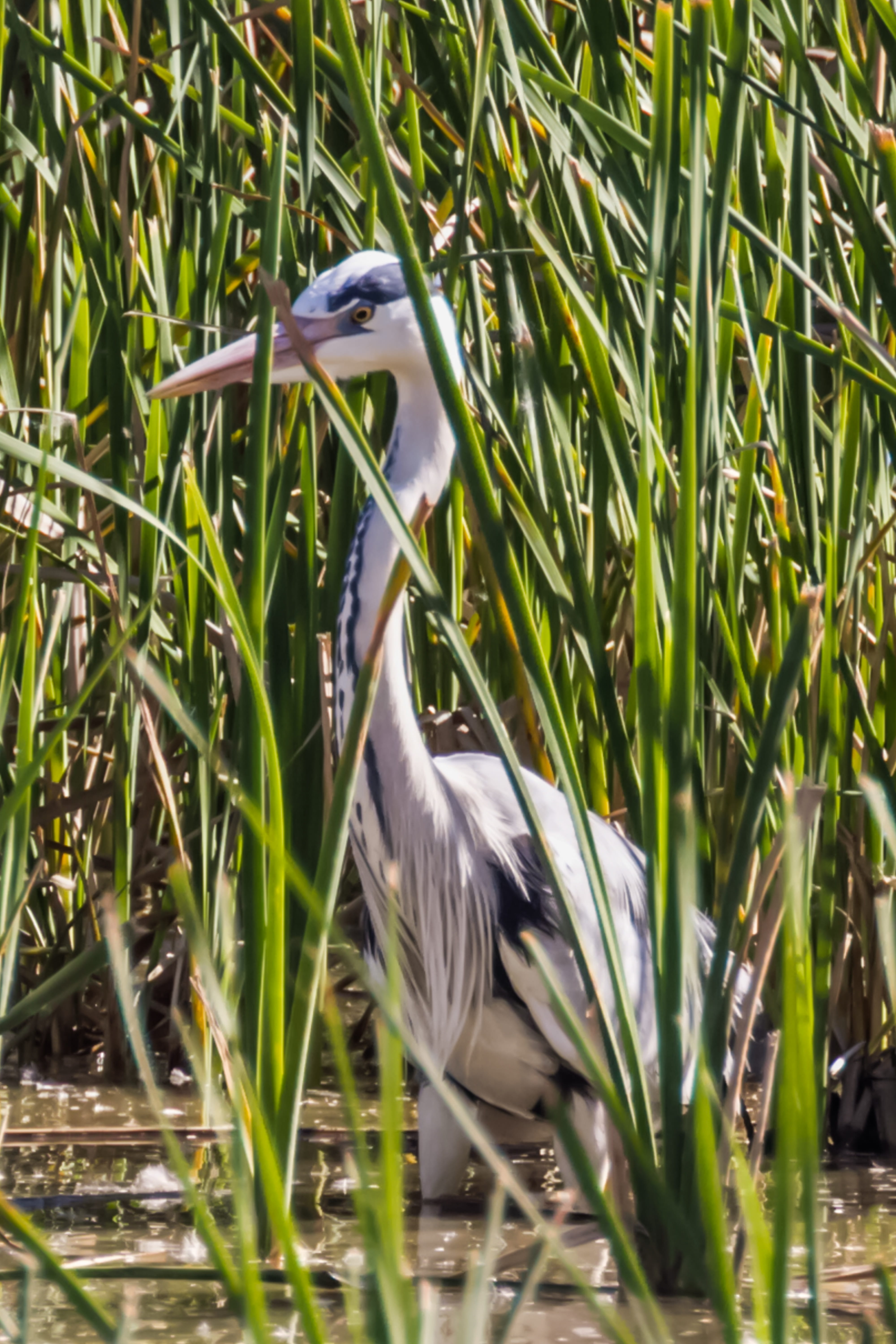 bird, plant, grass, 5K, beak, green color, animals in the wild, animal wildlife, heron, nature, no people, vertebrate, one animal, birding, great blue heron, Phone HD Wallpaper