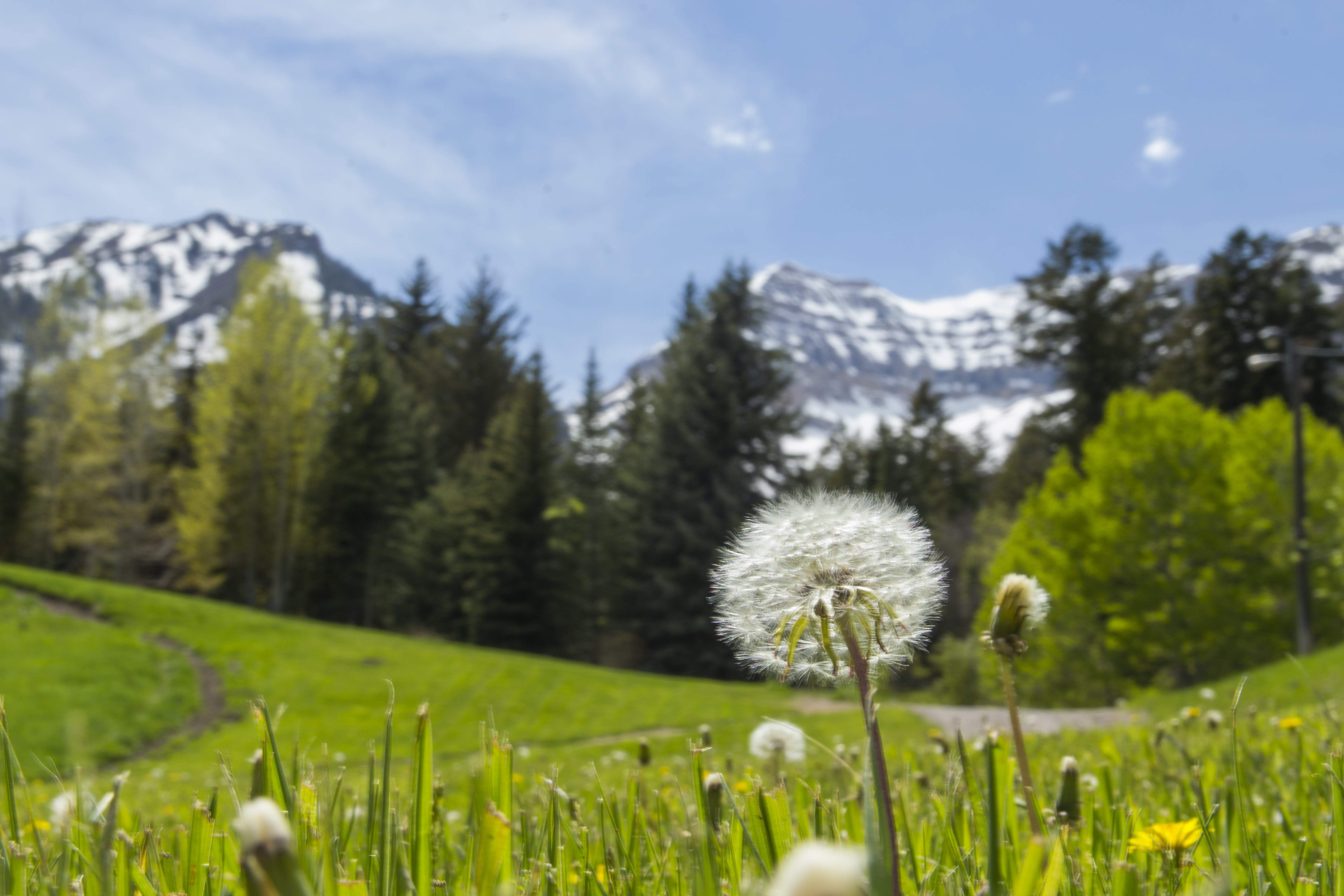 flower, green  meadow, sky, Spring Mountain, blurry, green Color, landscape, Sundance  Utah, field, resort, outdoors, beauty In Nature, grass  field, mountain, HD Wallpaper