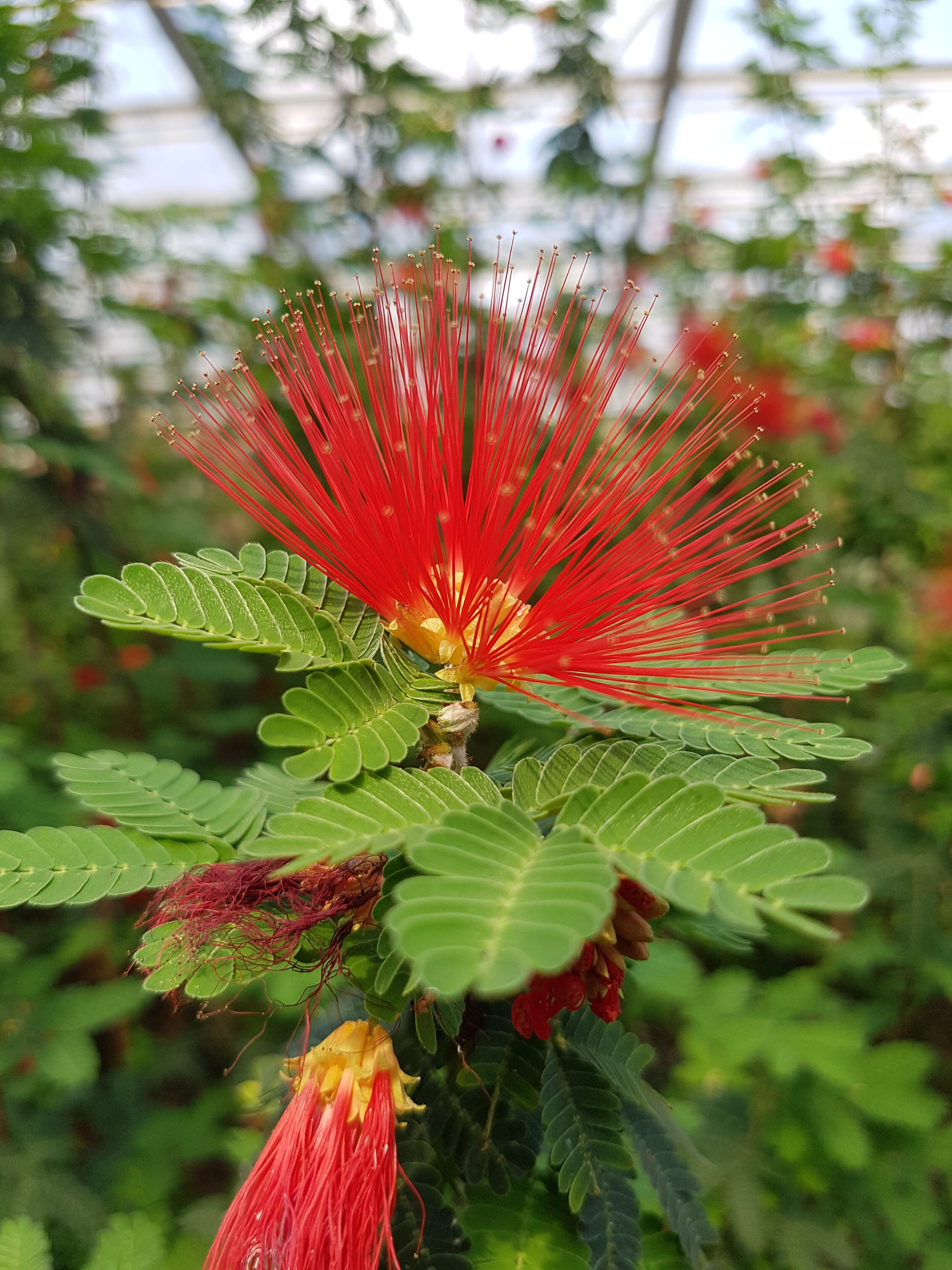 blossom, tree, flowering plant, outdoors, beauty in nature, green color, fragility, plant, 4K, powder puff shrub, leaf, flower, day, no people, brazilian, Phone HD Wallpaper