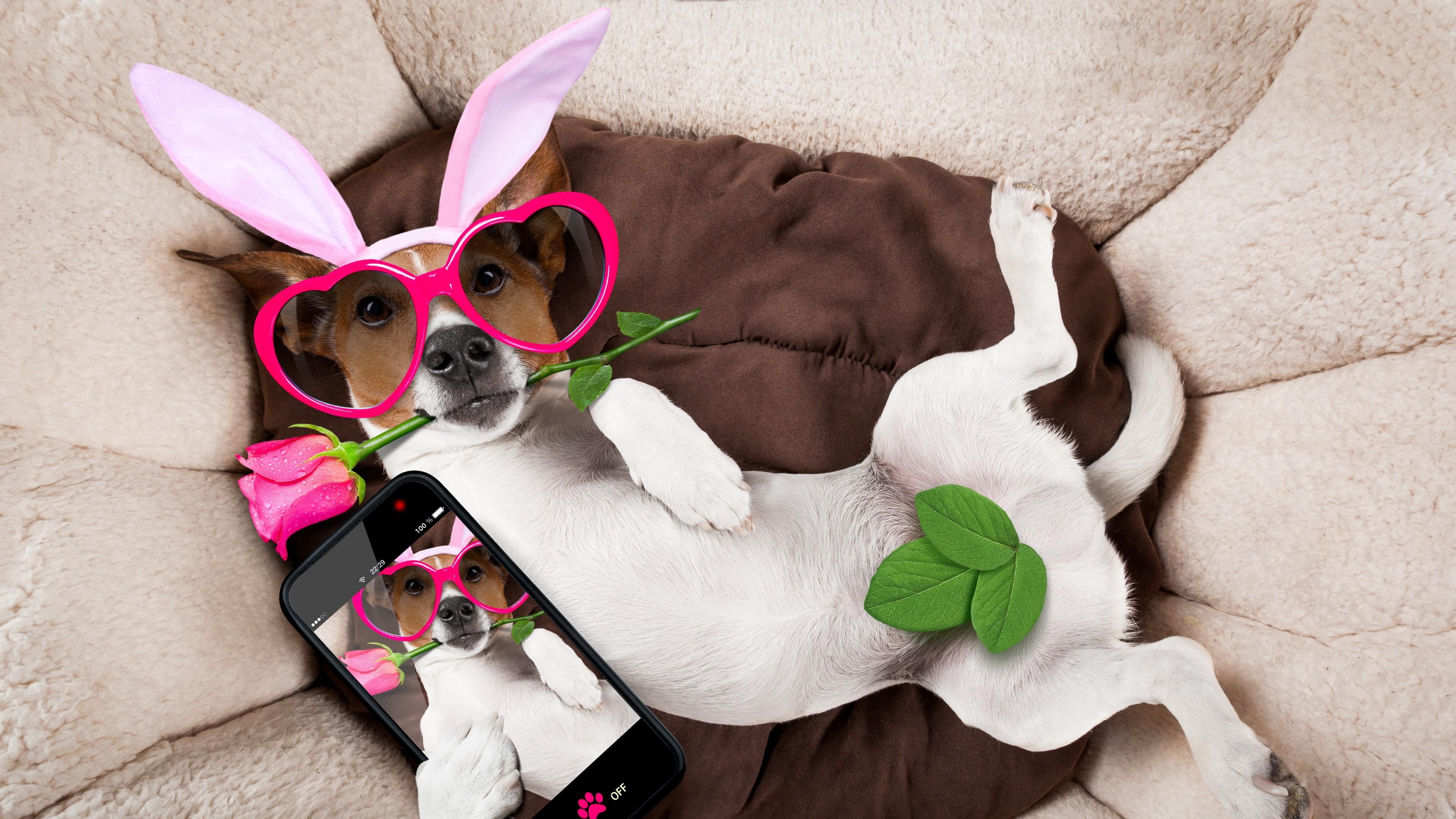ear, mammal, selfie, jack russell terrier, young animal, fun, cute, glasses, relaxation, funny, fancy dress, humor, chihuahua - dog, no people, plant, pets, HD Wallpaper