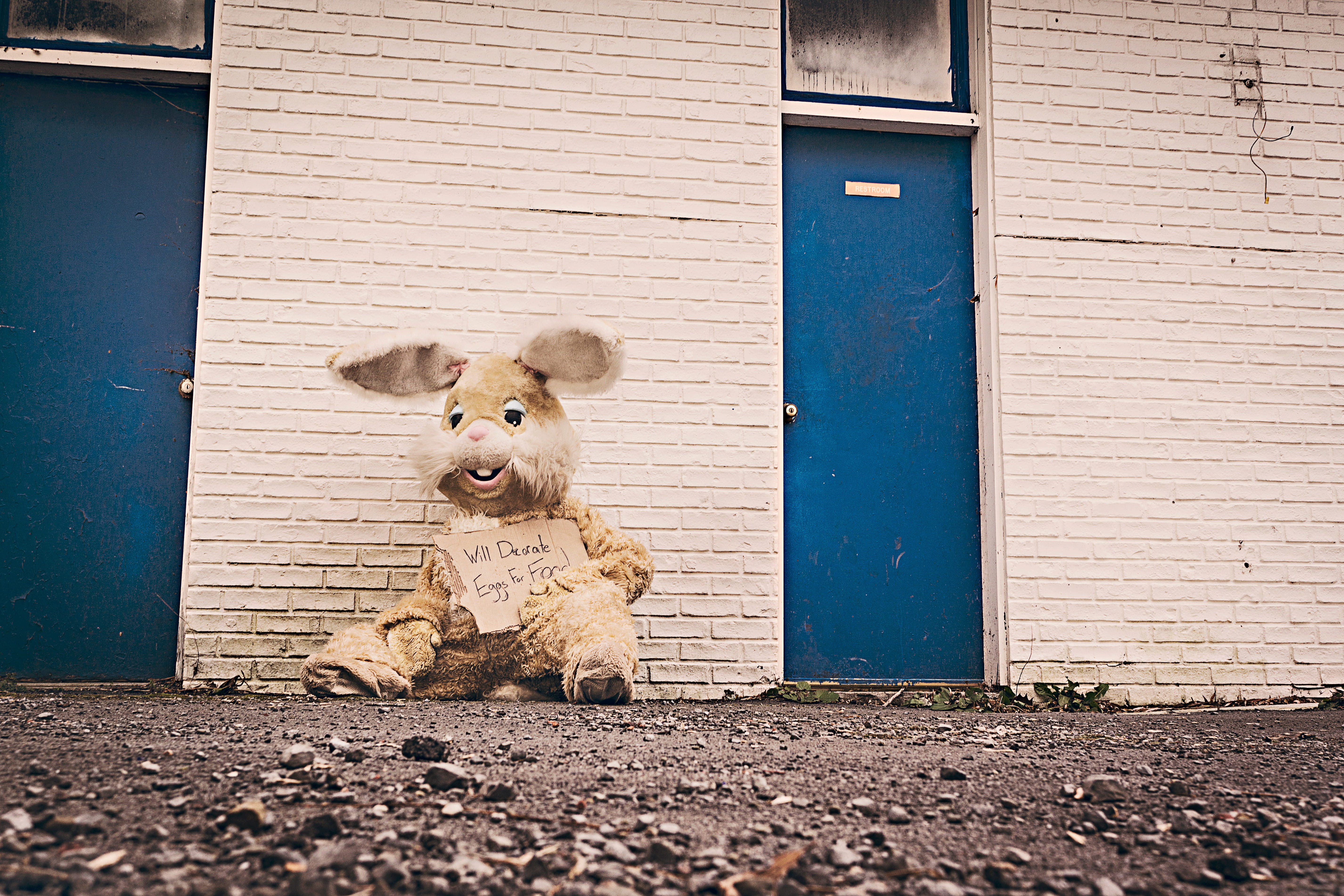 dog, built structure, building, architecture, vertebrate, outdoors, homeless, rabbit, domestic animals, wall, bricks, canine, representation, 5K, unhoused, HD Wallpaper