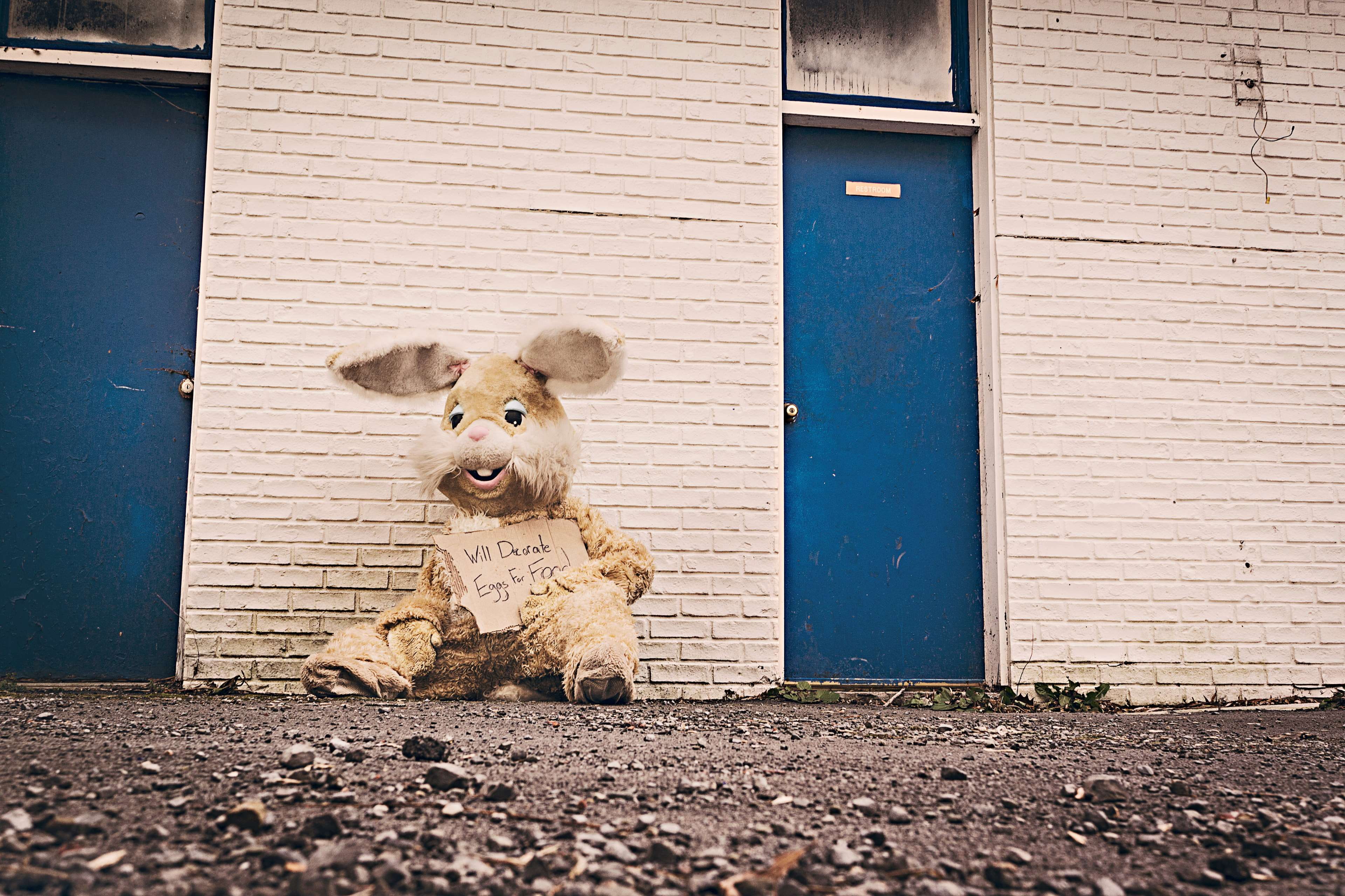 rabbit, disguised, building exterior, cuddly toy, pets, one animal, dog, costume, built structure, outdoors, domestic, animal themes, door, no people, canine, HD Wallpaper