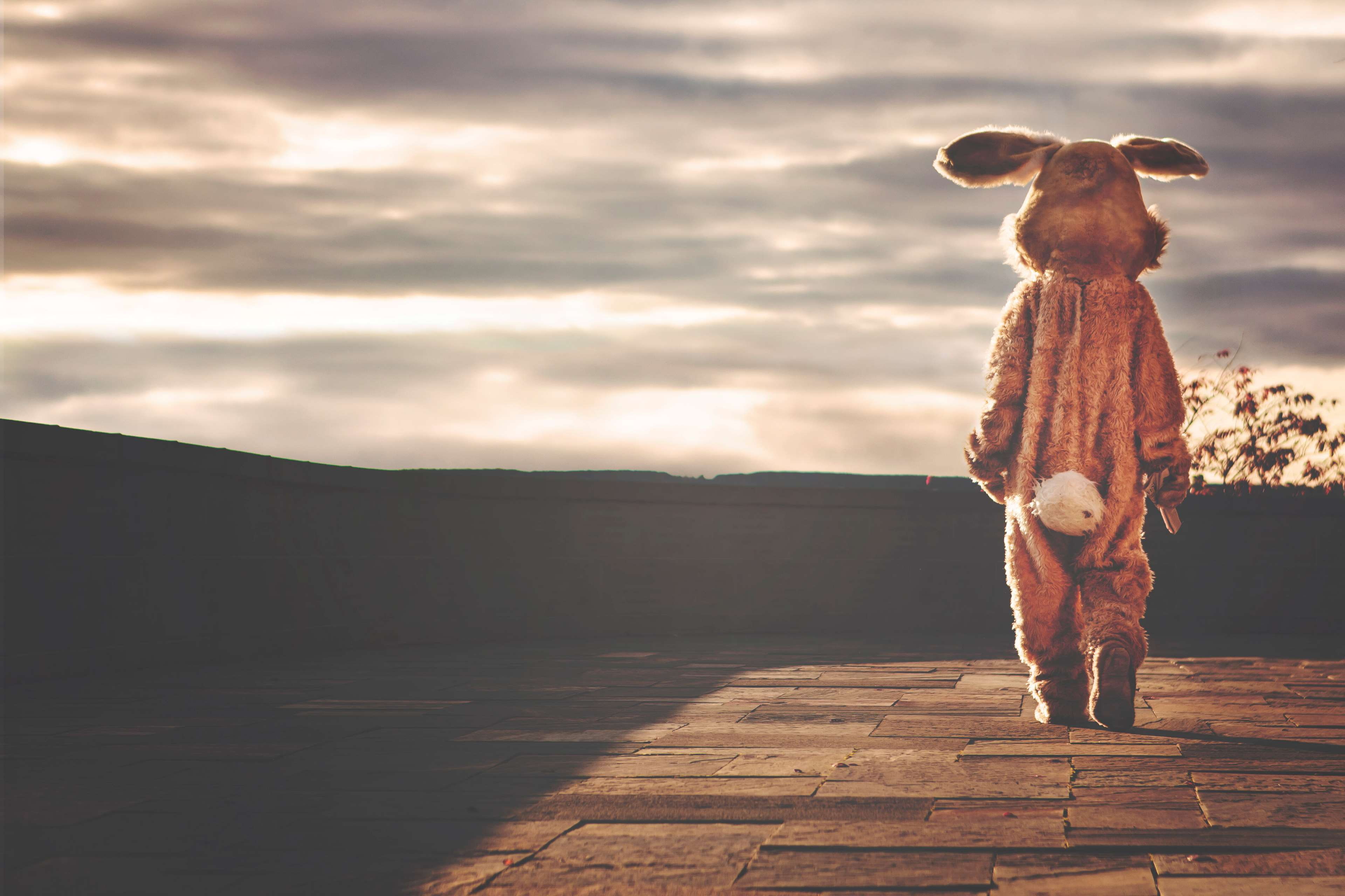 standing, domestic animals, one animal, pets, single, wall, rabbit, cuddly toy, animal wildlife, nature, vertebrate, animal body part, hare, full length, HD Wallpaper
