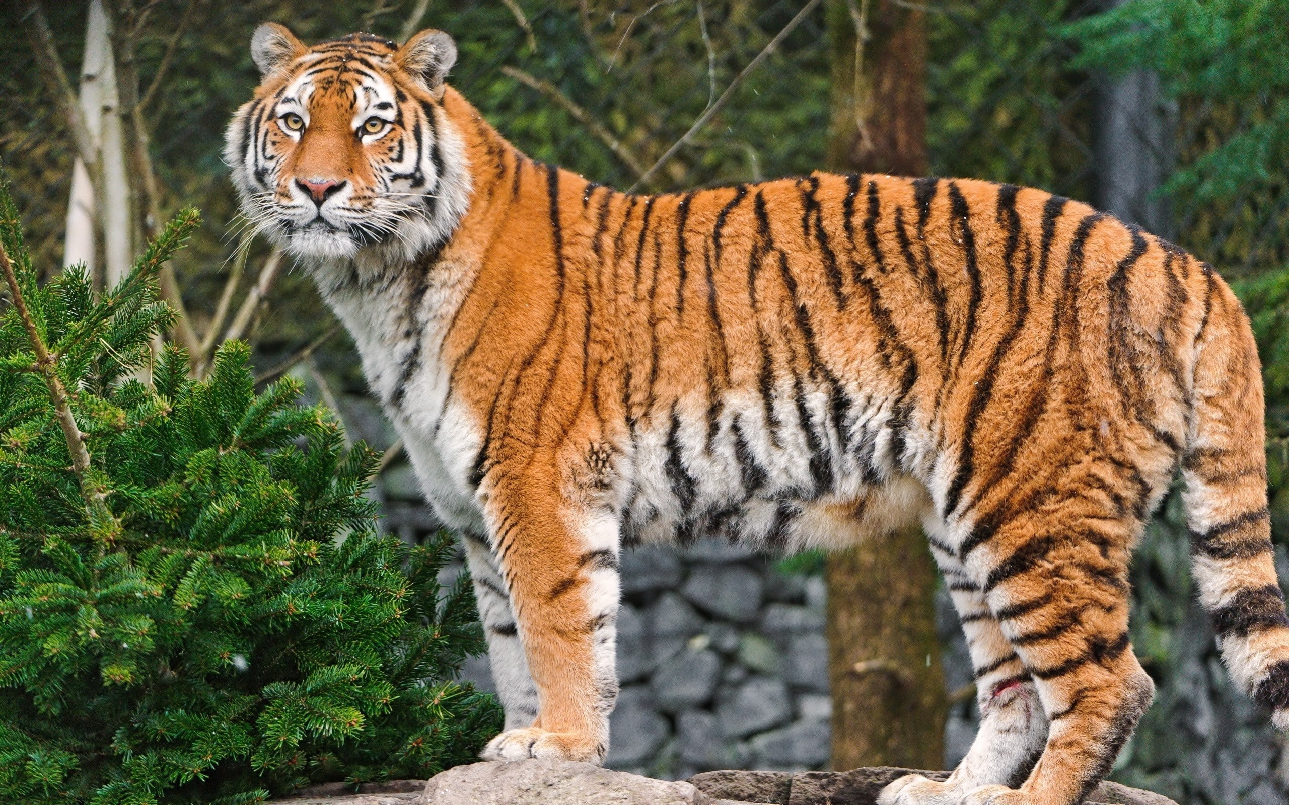 mammals, 2K, tiger, animals, big cats, injured, HD Wallpaper