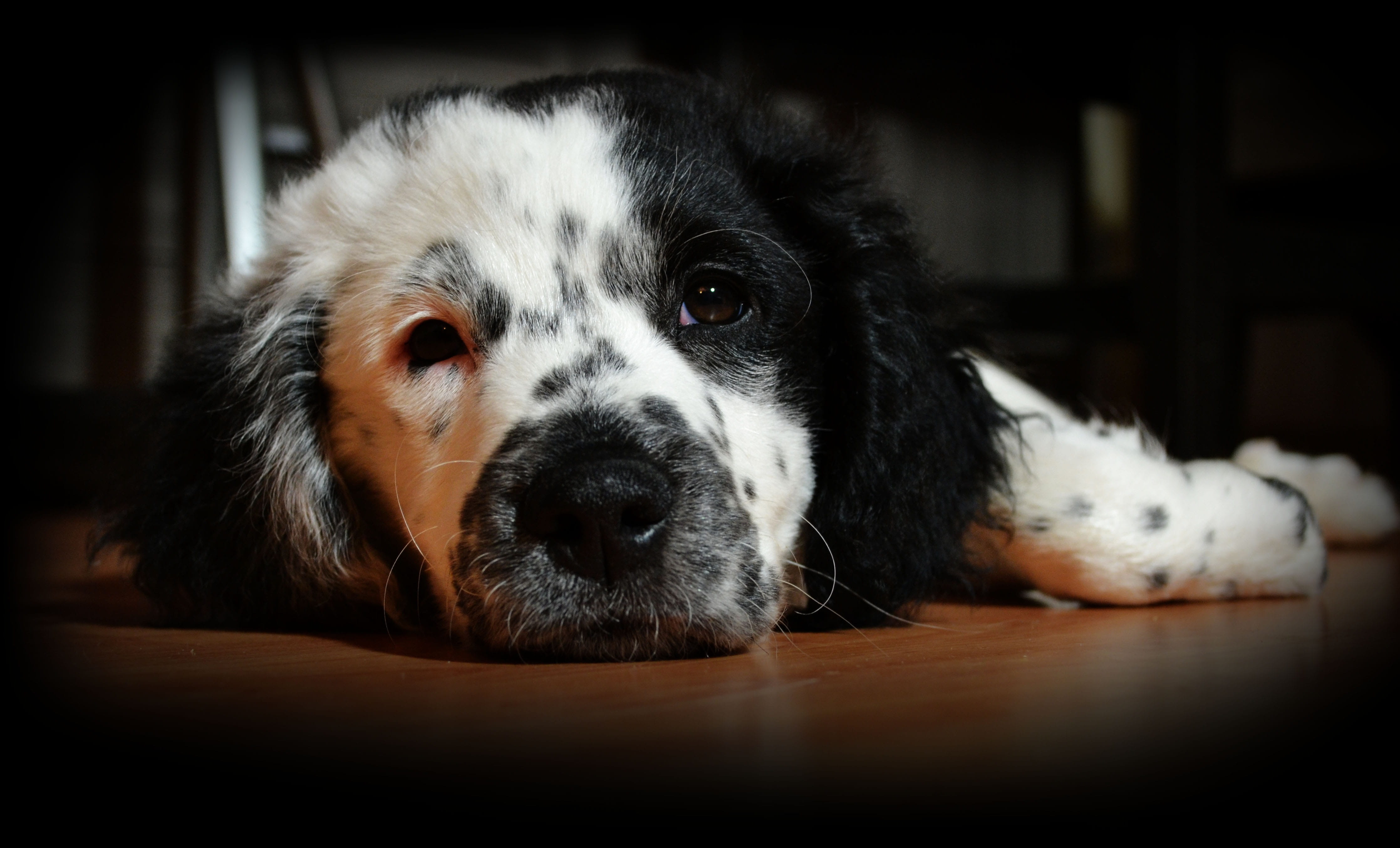 eyes, purebred Dog, 4K, animal body part, Sweet, Puppy, one Animal, relaxation, vertebrate, domestic, close-up, dogs, Dog, flooring, domestic Animals, HD Wallpaper