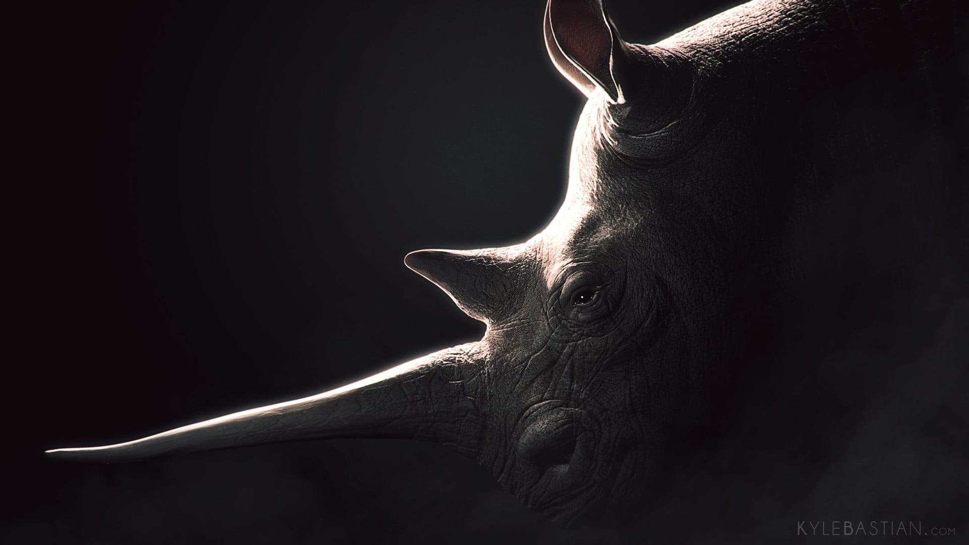 indoors, close-up, no people, pets, one animal, vertebrate, portrait, body part, canine, animal eye, domestic, animal, mammal, studio shot, animal head, HD Wallpaper
