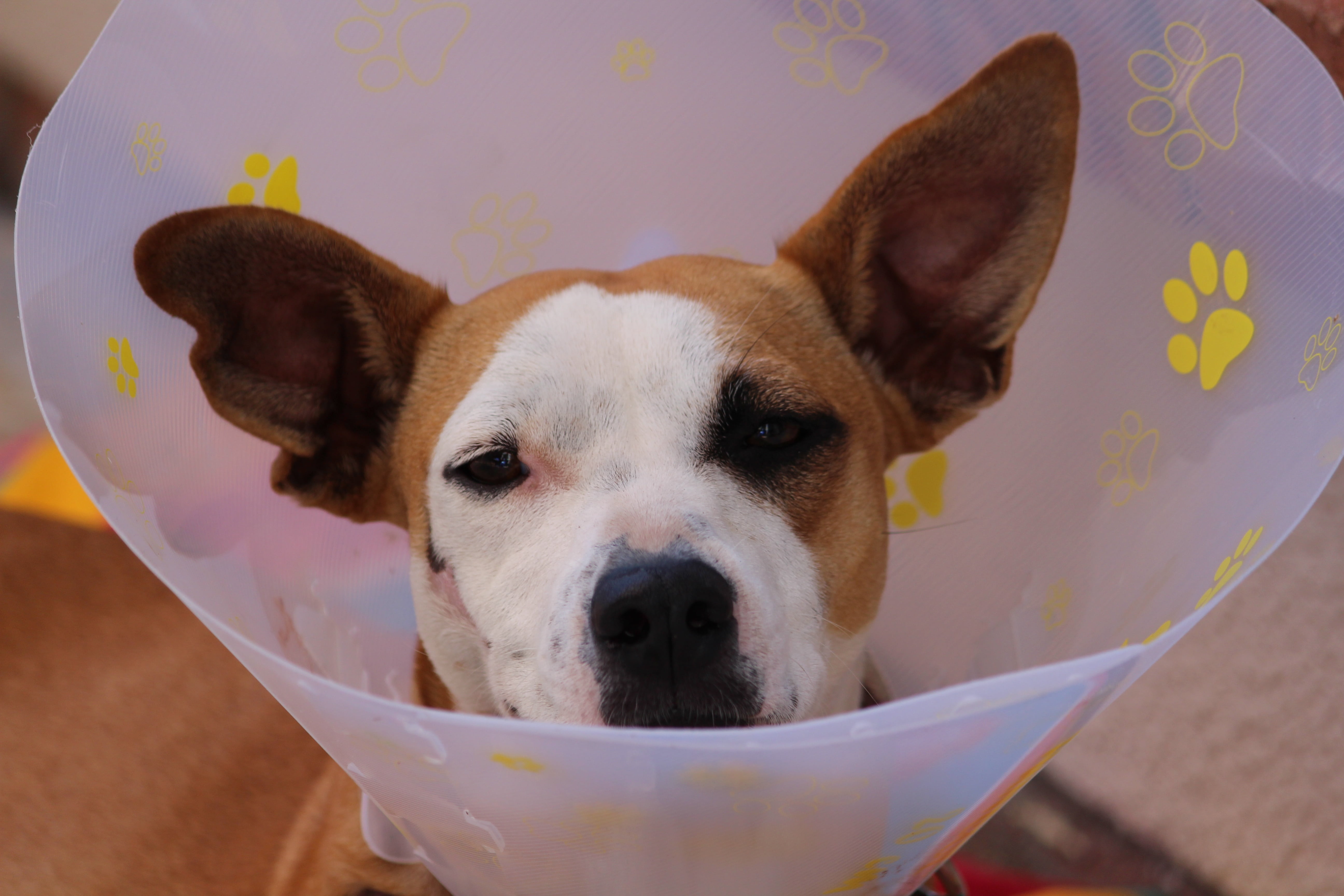 puppy, watch, domestic, looking at camera, adult, attention, one animal, innocence, ears, head, cute, veterinary, healing process, quiescing, pit, injury, HD Wallpaper