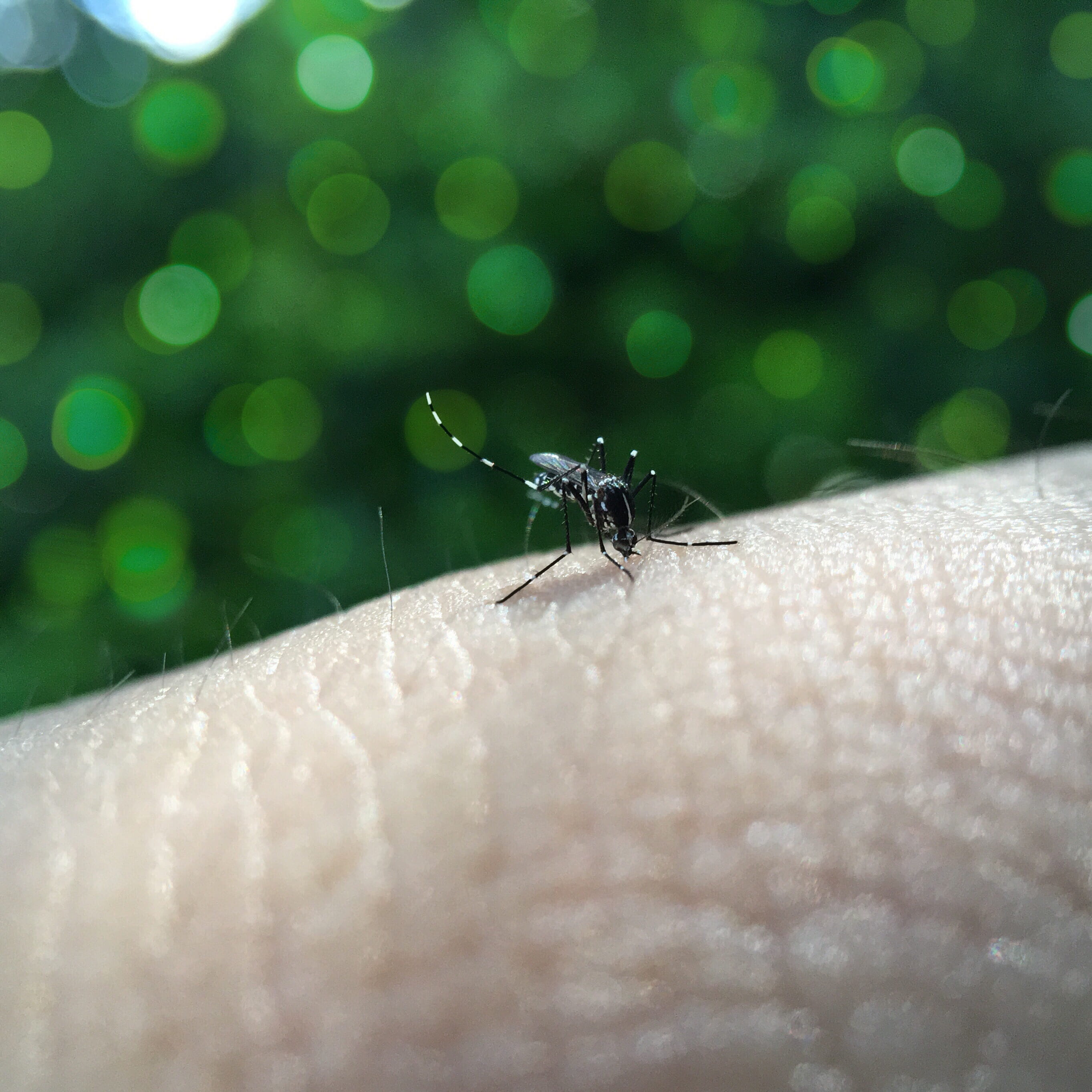 outdoors, Animals, animal, nature, Busy, sucking, unrecognizable person, selective focus, one animal, 2K, day, human hand, fevers, insect, green color, Phone HD Wallpaper