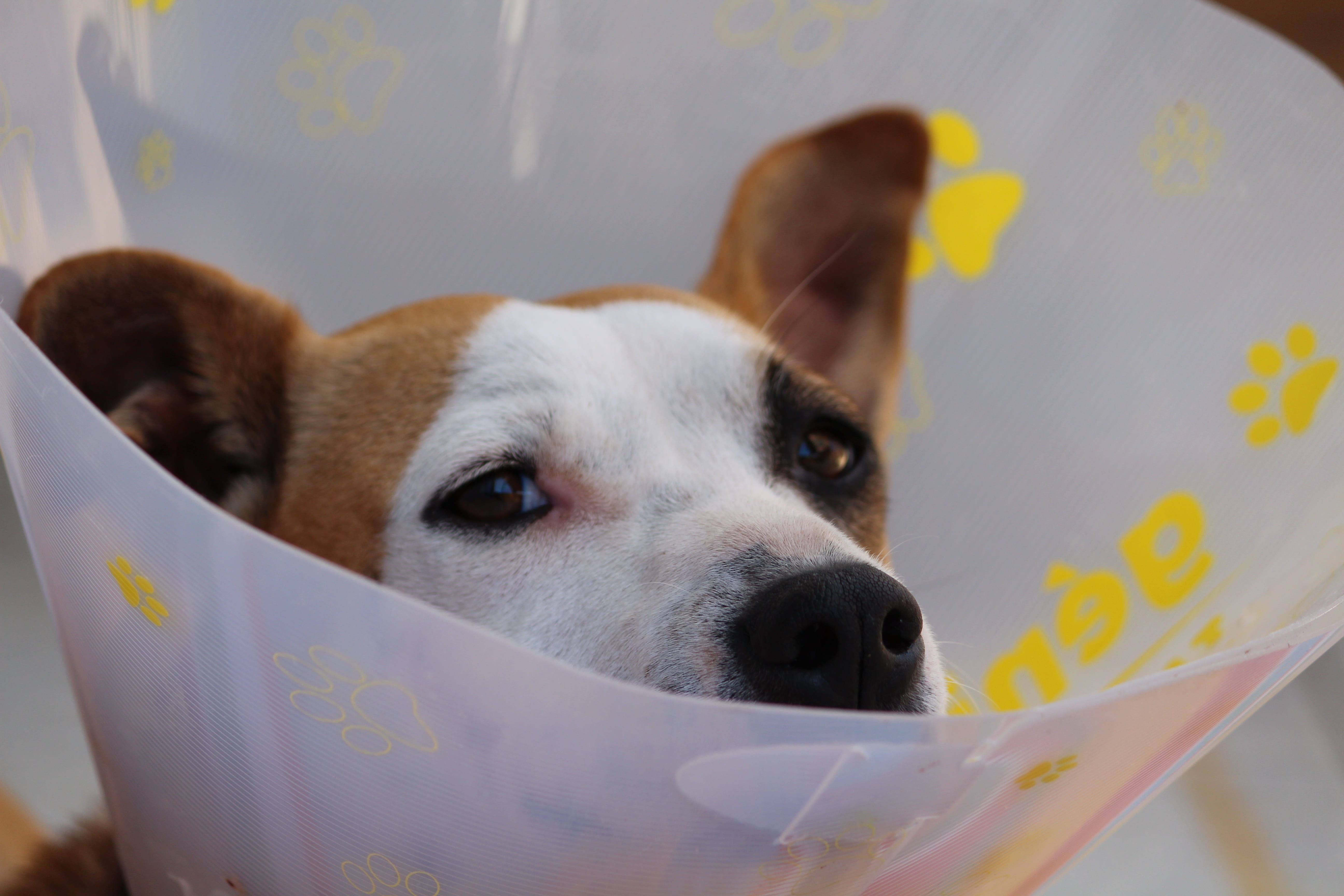concentrated, hundeportrait, wildlife photography, healing process, persevere, head, hybrid, operation, dog, eyes, leakage protection, indoors, portrait, HD Wallpaper