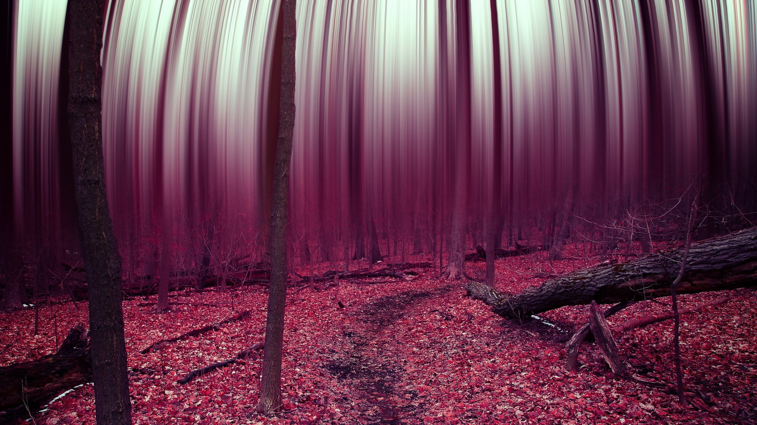 Treated, Leaves, Purple, Picture, Trees, firewood, 2K, black, Autumn, Forest, HD Wallpaper