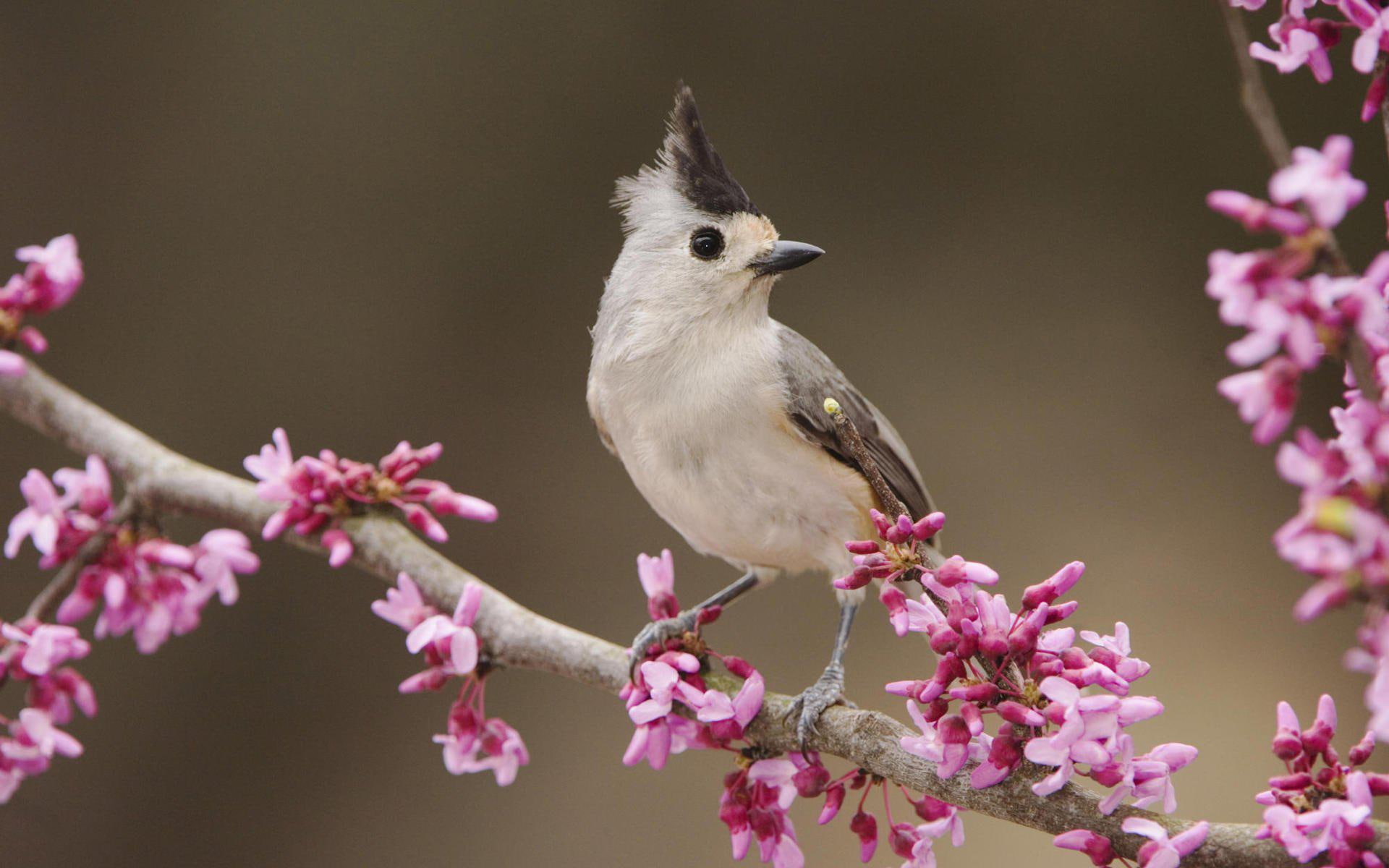 pictures, birds, beautiful, 1080P, HD Wallpaper