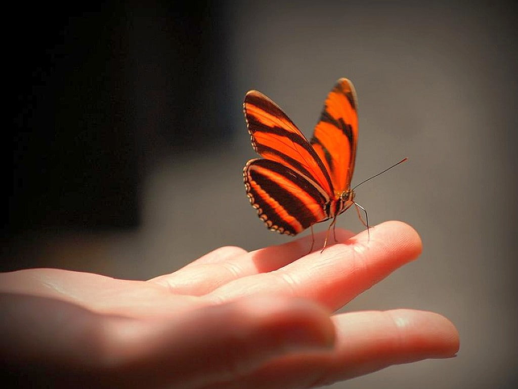 480P, art, beautiful, picture, cute, animals, butterflies, hd, Butterfly, HD Wallpaper