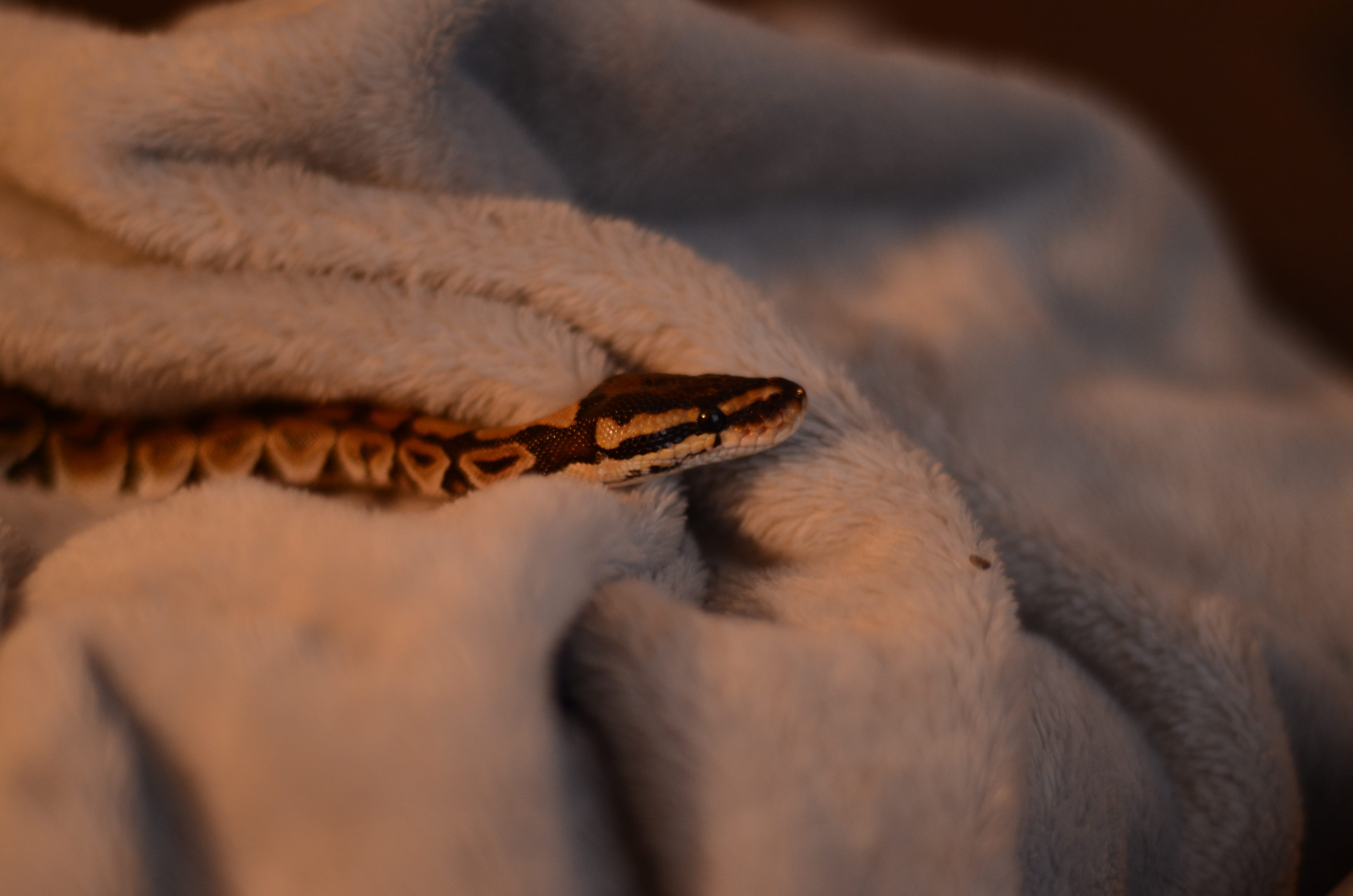 animal themes, blanket, vertebrate, spooky, domestic animals, python, cat, small snake, mammal, 4K, one animal, bowling green, animal, snoot, selective focus, HD Wallpaper